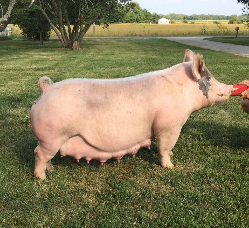 Trogdon-Show-Pigs_Bear-x-Modern-Marvel.jpg
