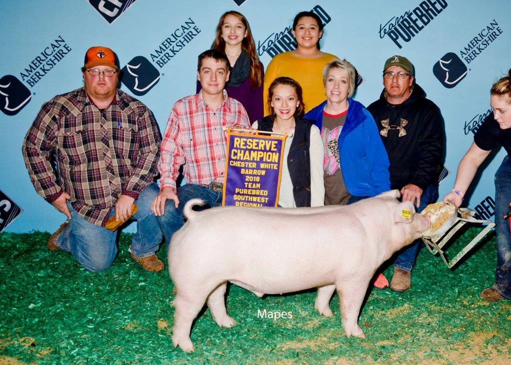 Reserve Chester Barrow | Team Purebred Southwest Regional 2018