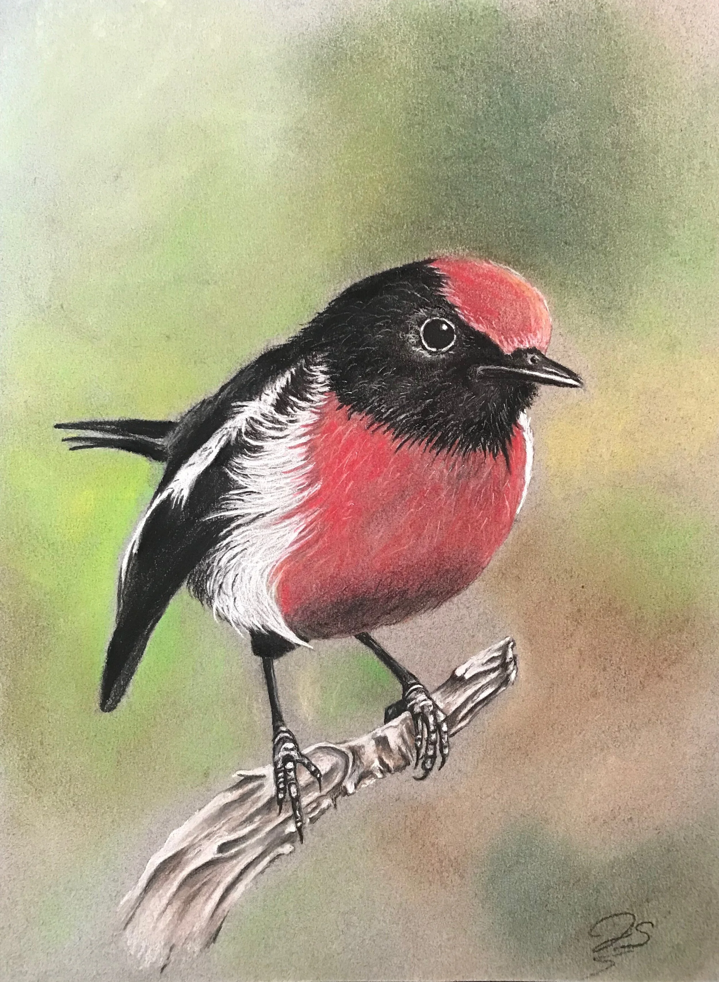 Red-capped Robin