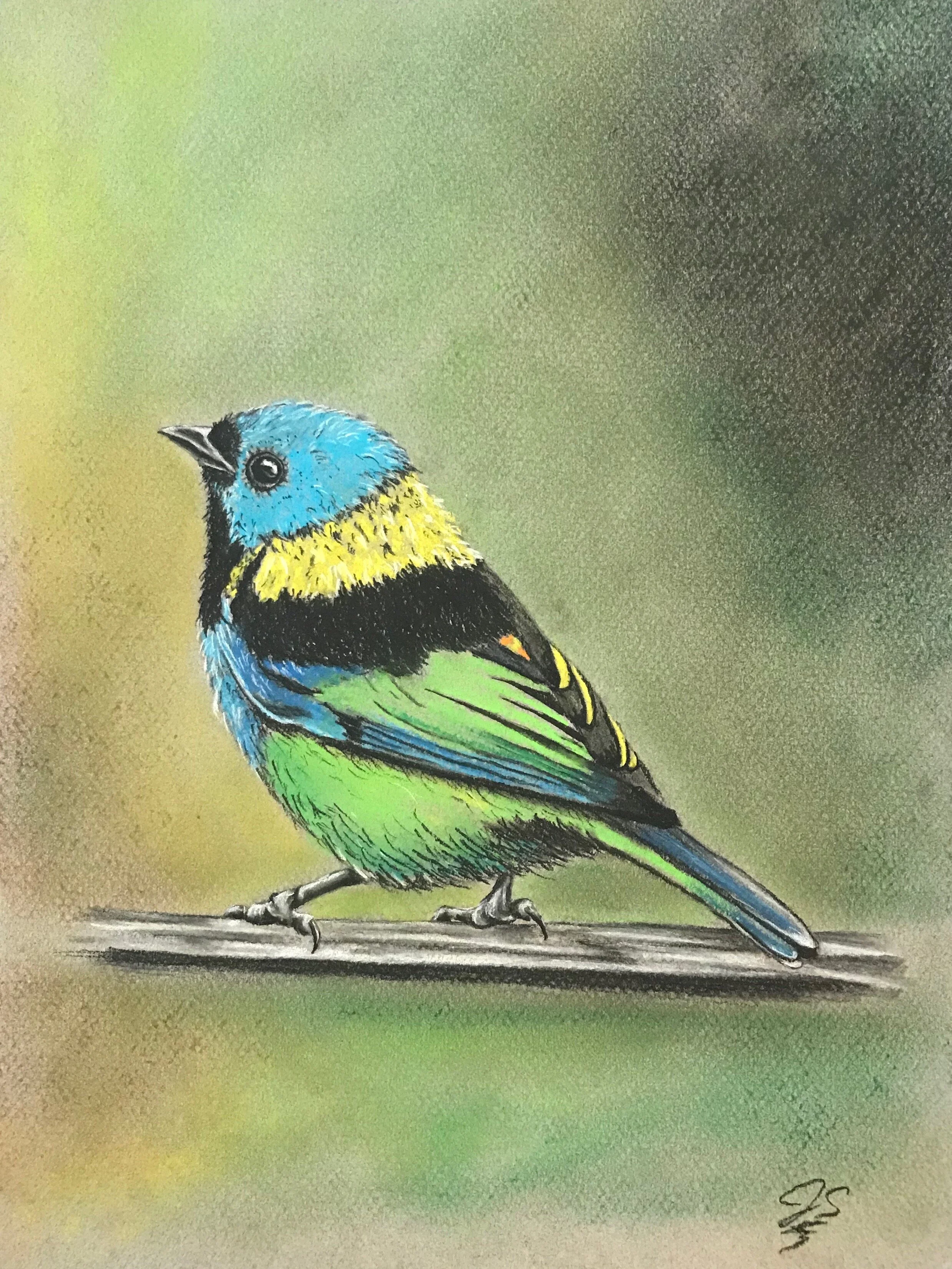 Green-headed Tanager