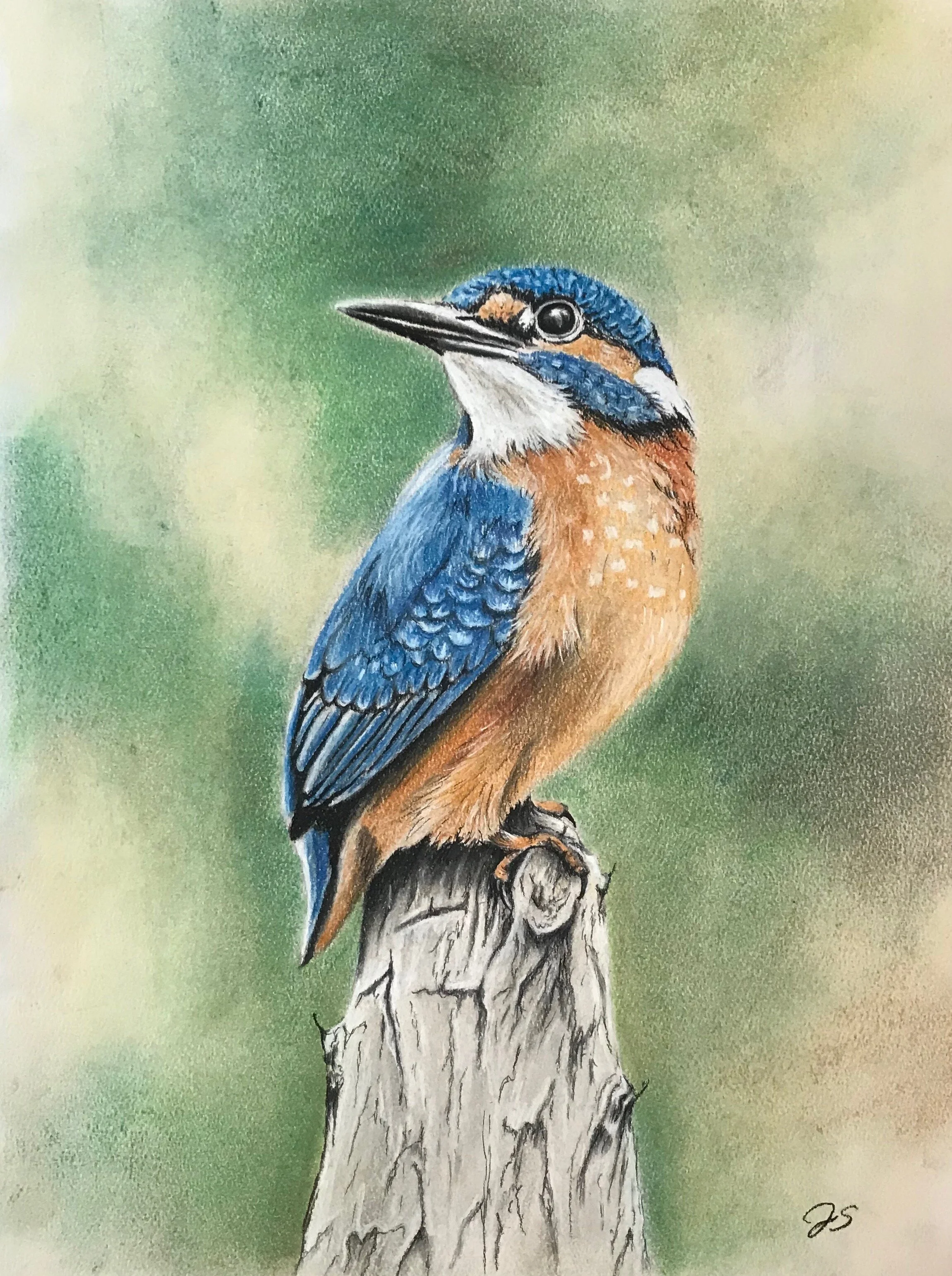 Kingfisher
