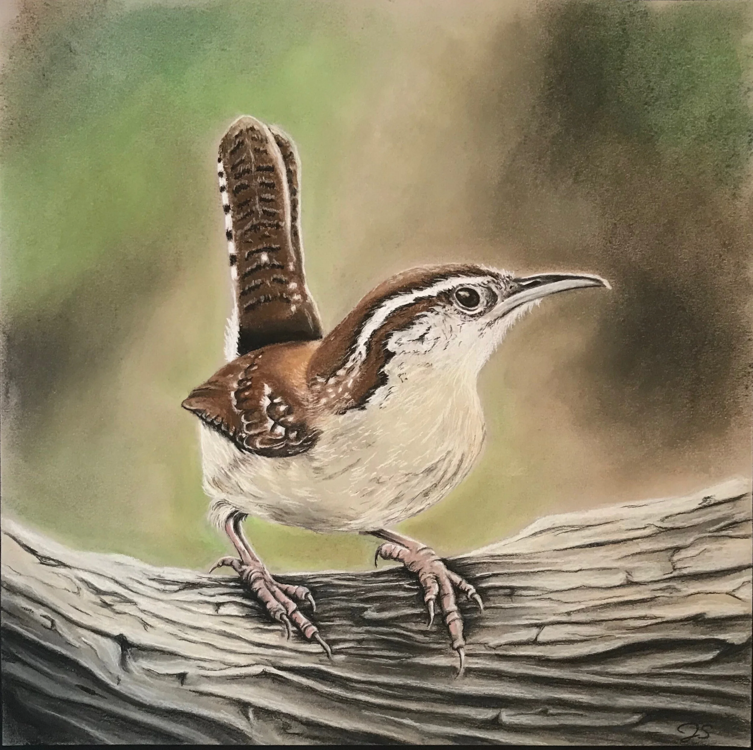 Carolina Wren