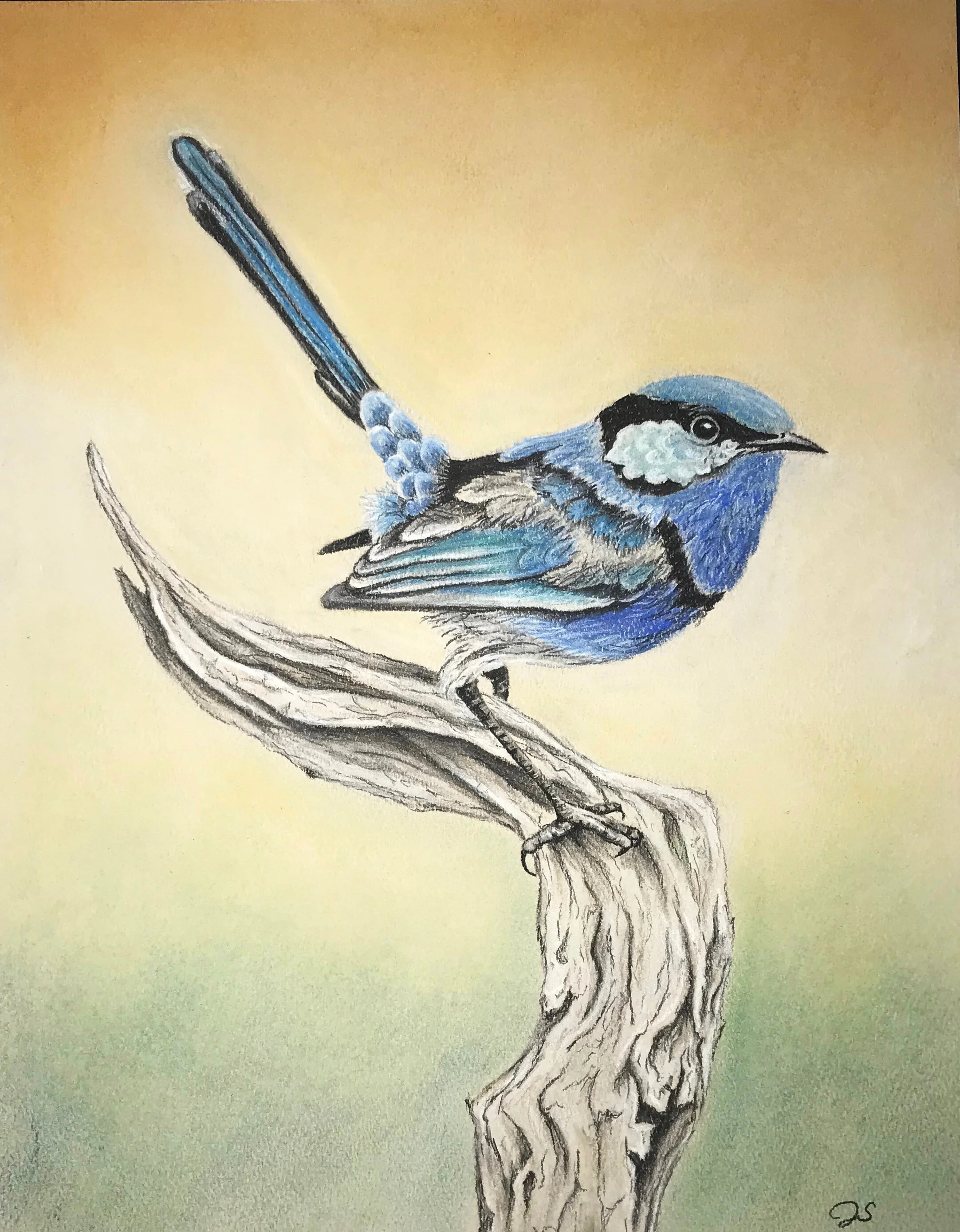 Splendid Fairywren