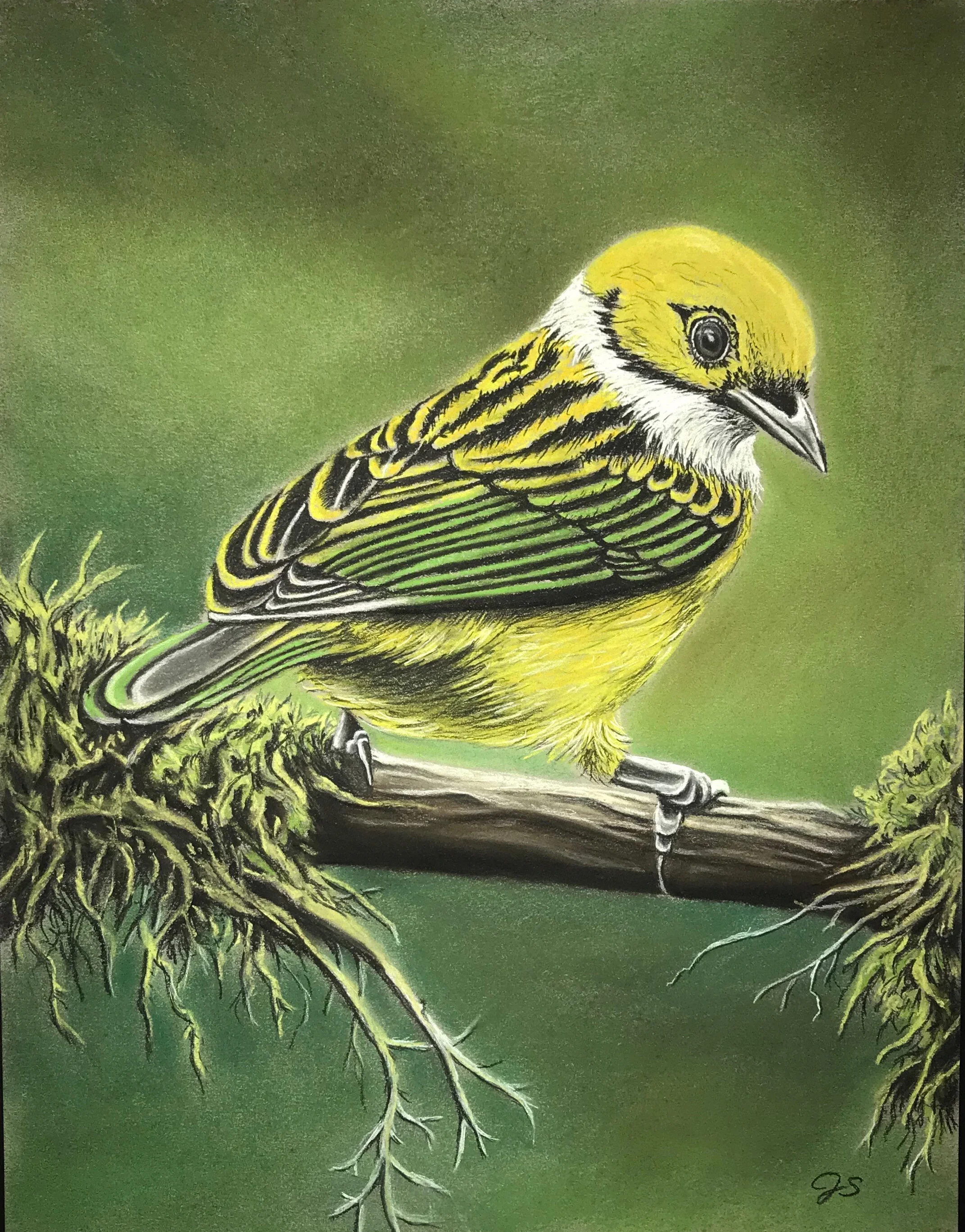 Silver-throated Tanager