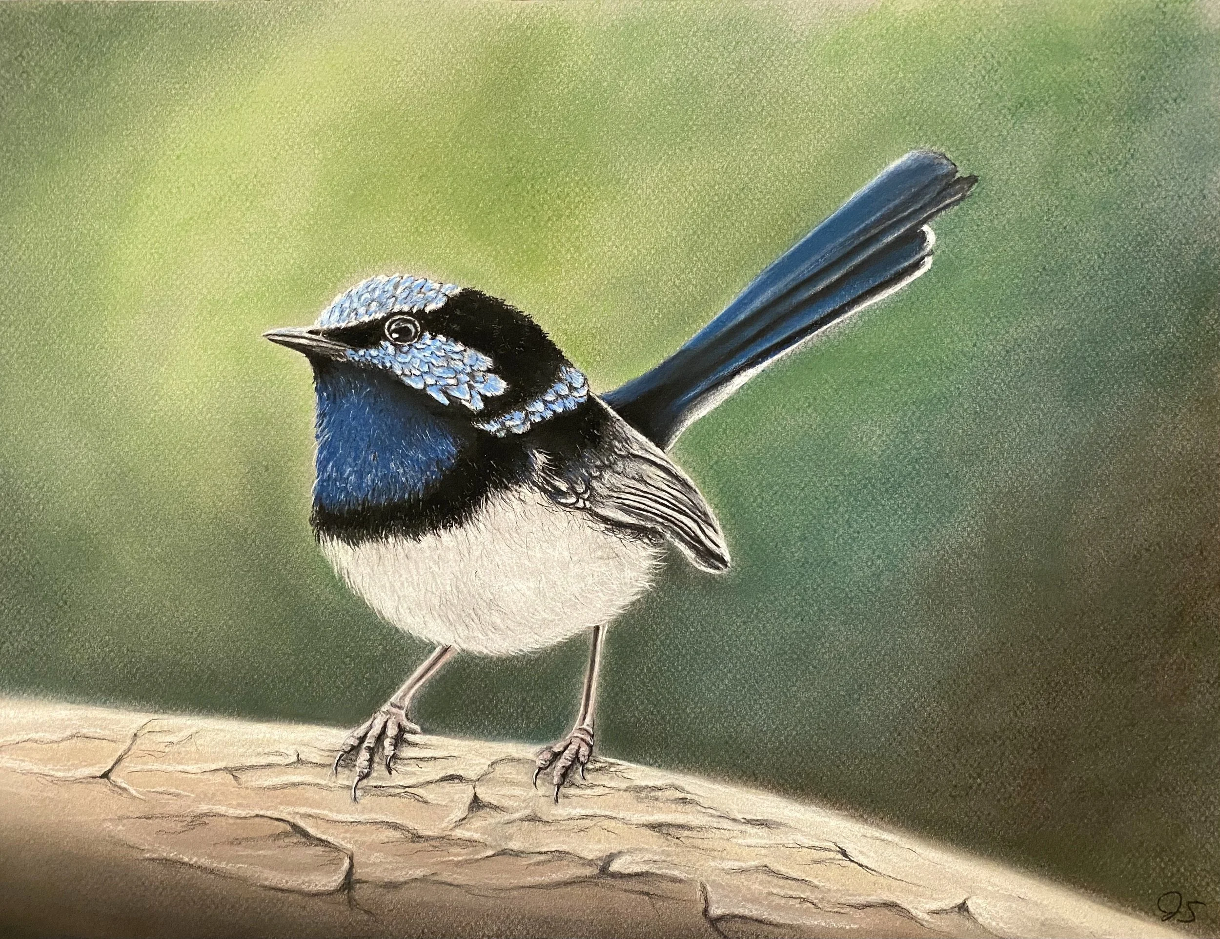 Fairy Wren