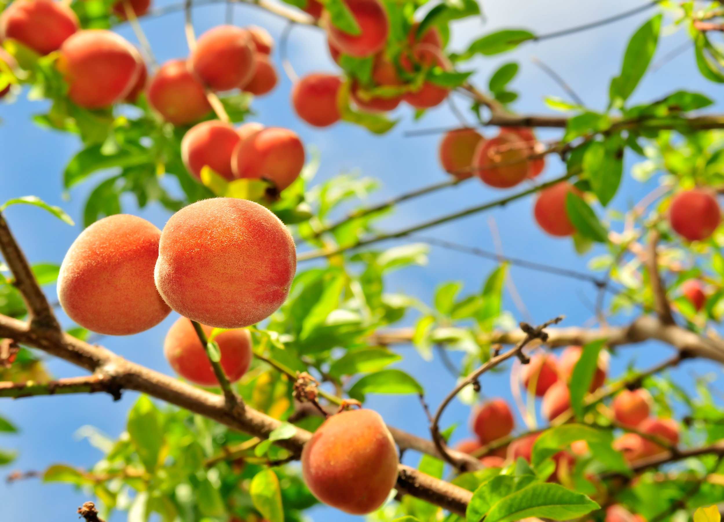 2 10 всех фруктов составляют персики. Персиковое дерево. Персики на ветке. Персиковый сад. Персик с веточкой.