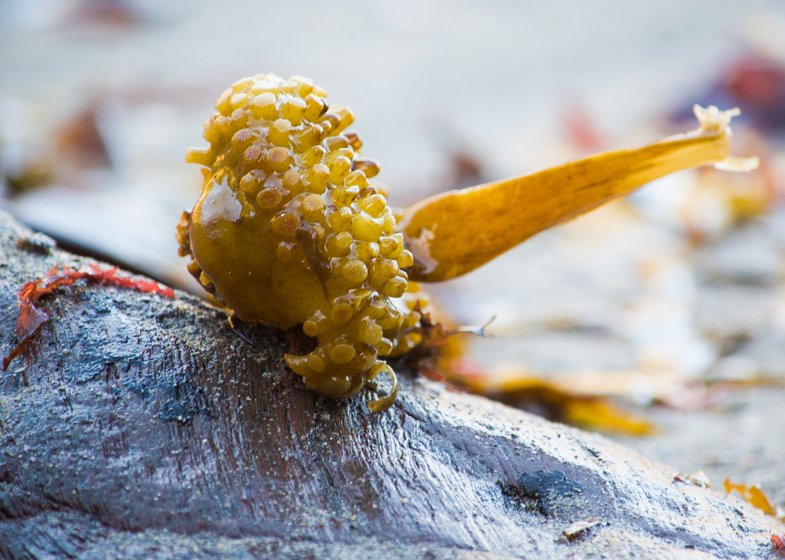 Seaweed