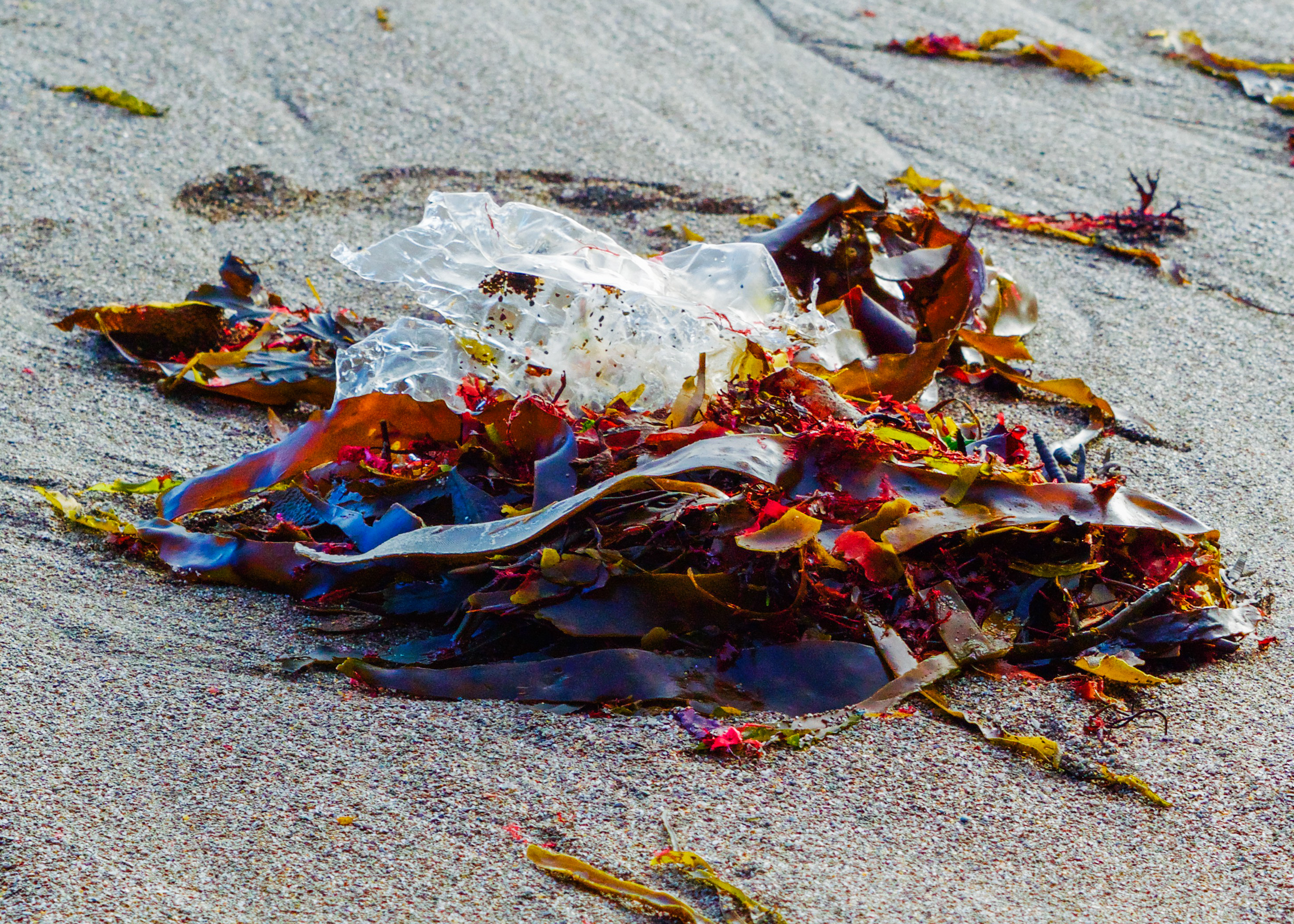 Rainbow seaweed and plastic