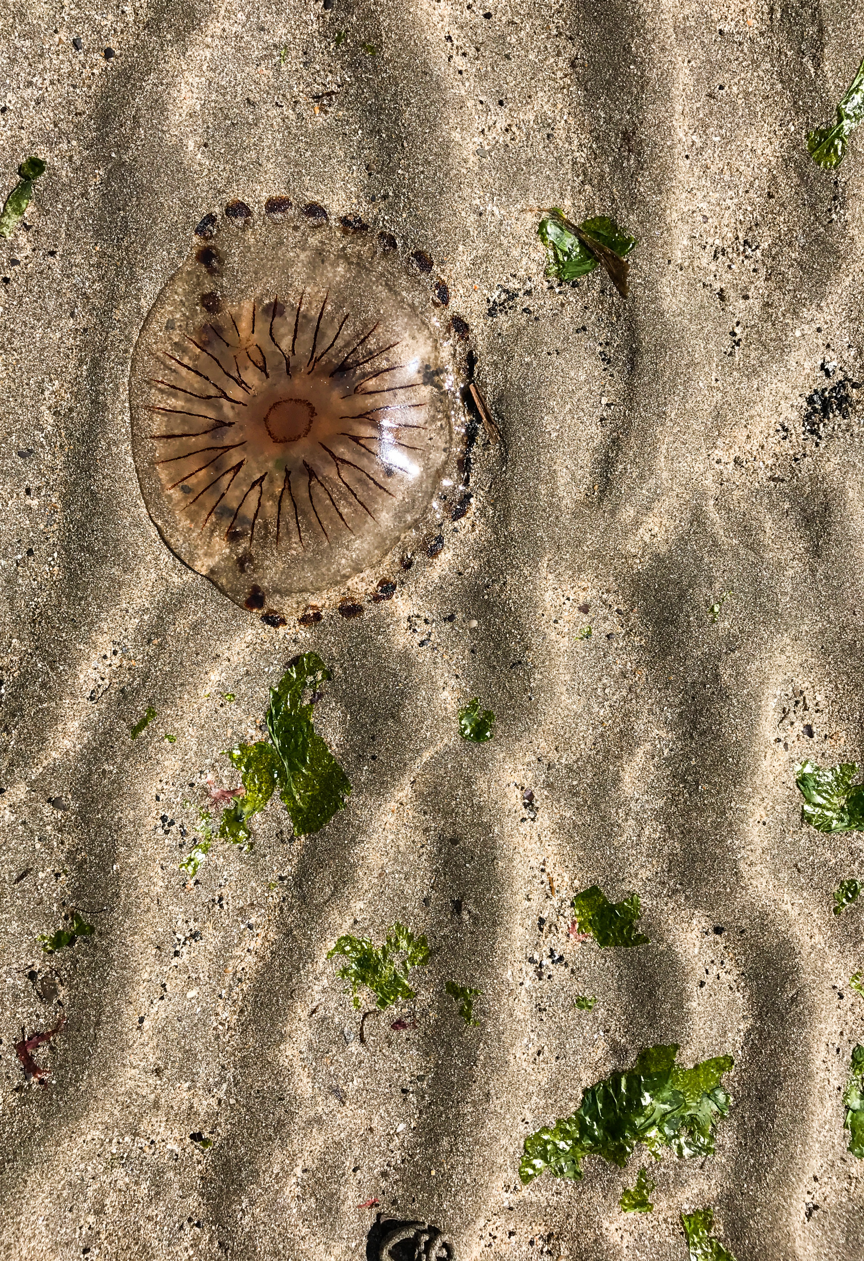Compass jellyfish