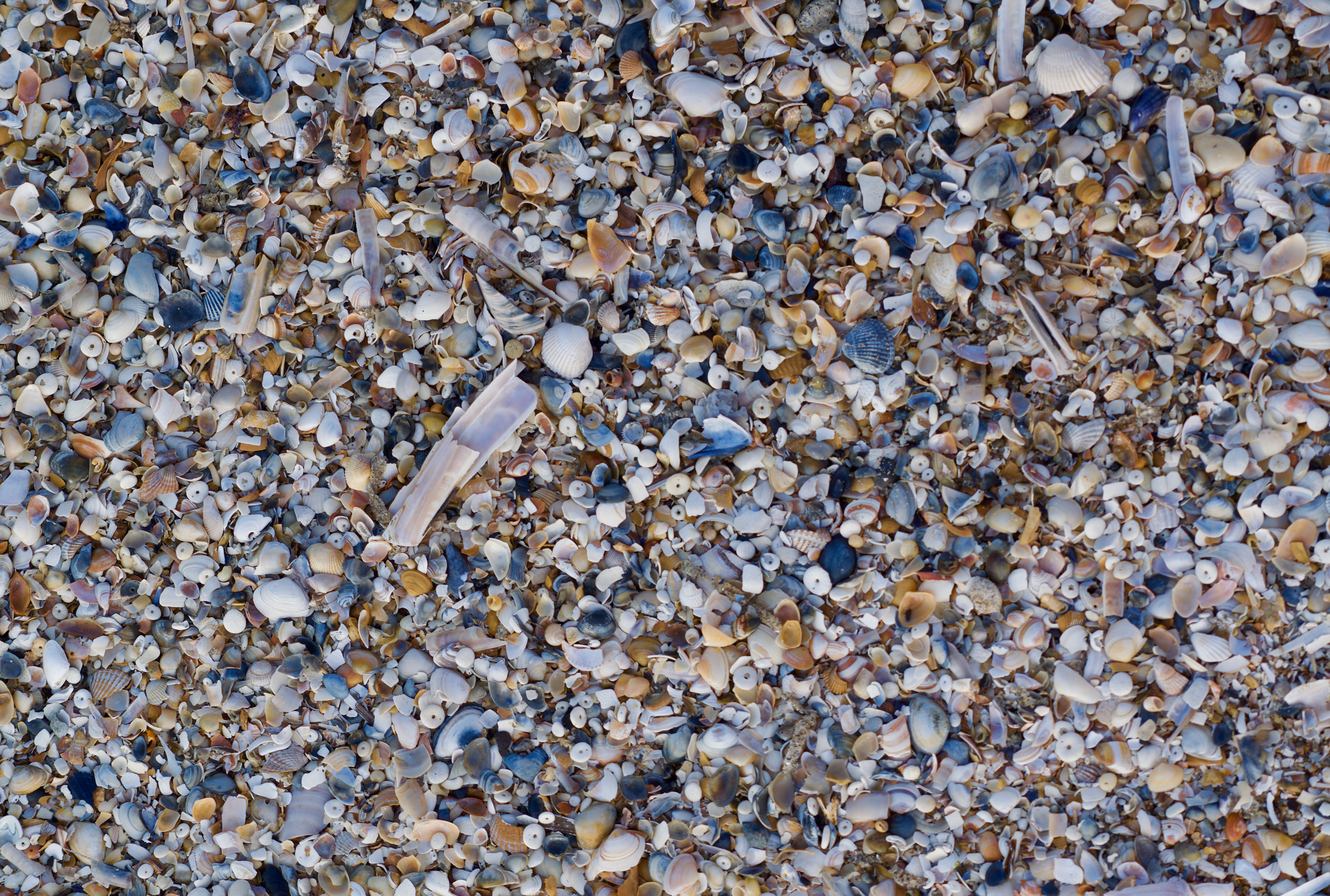 Seashells