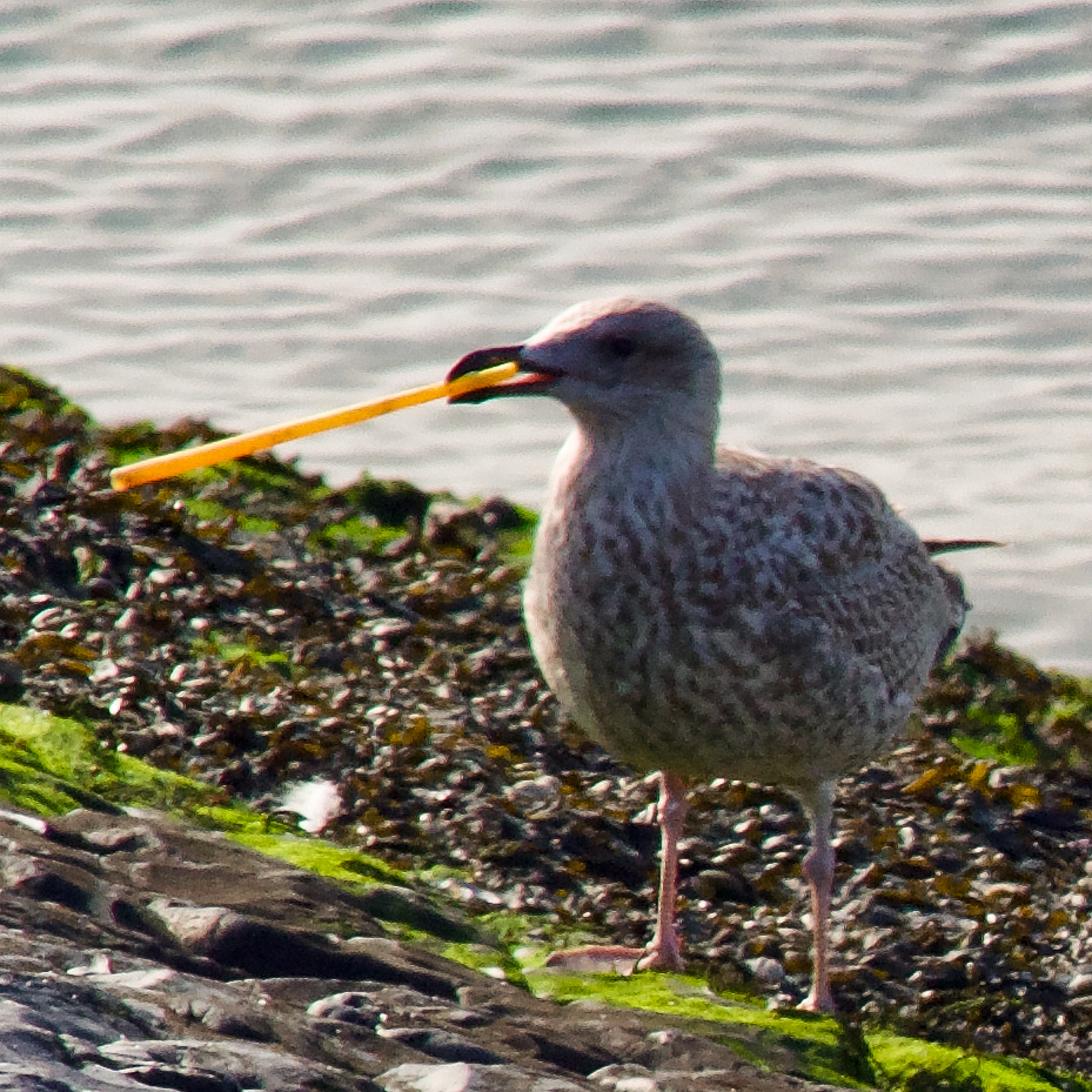Seagull and straw