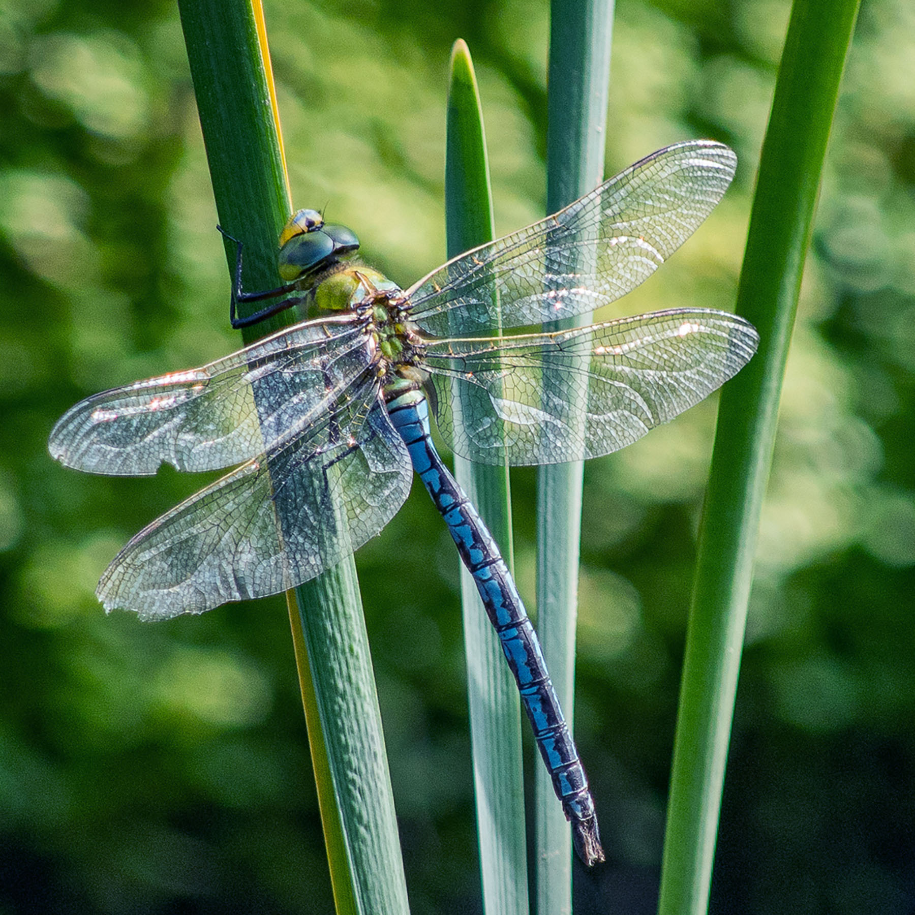 Emperor Dragonfly Anax Imperator 2.jpg