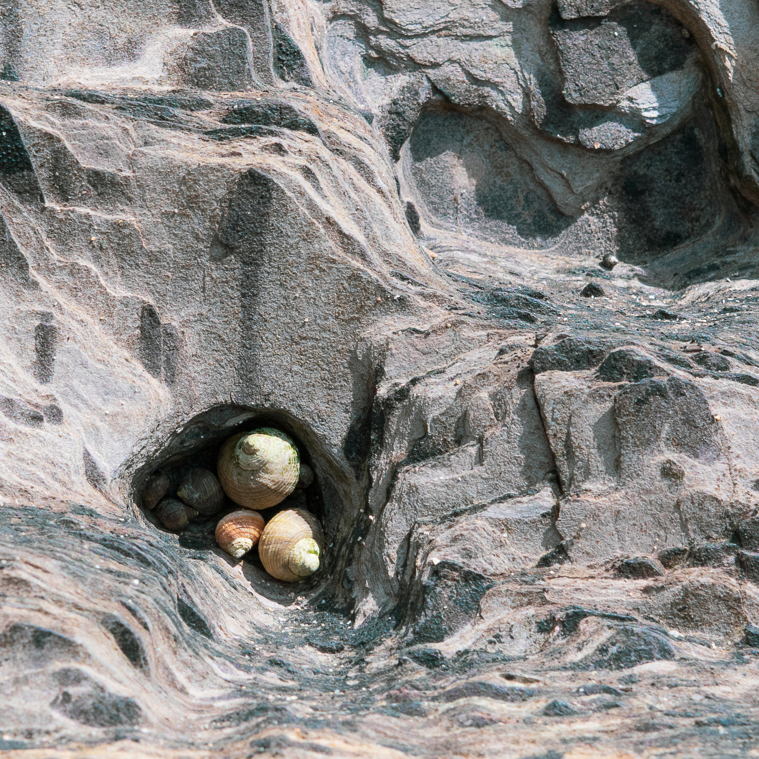 Snail Rock