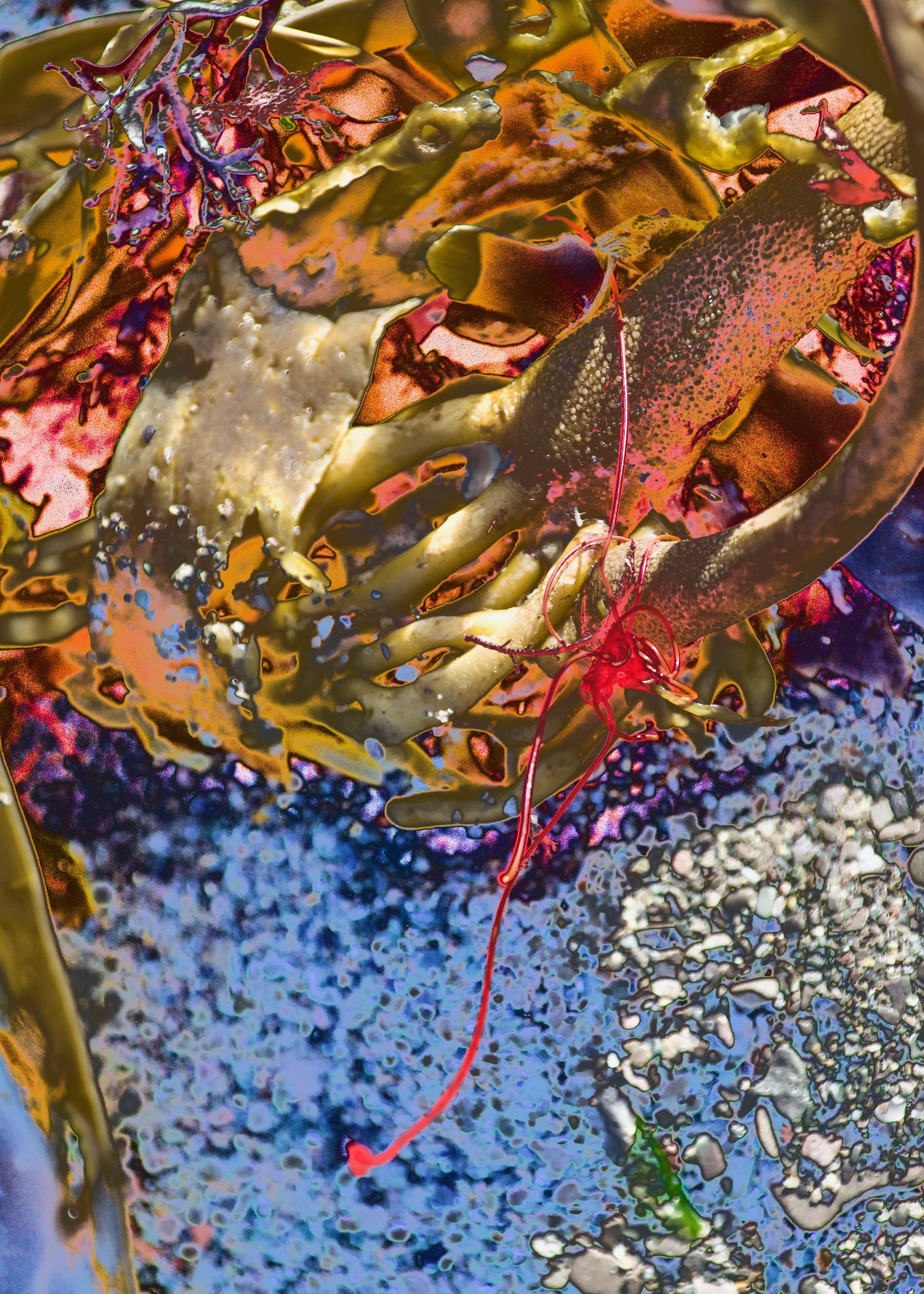 Abstracted Fishing Line