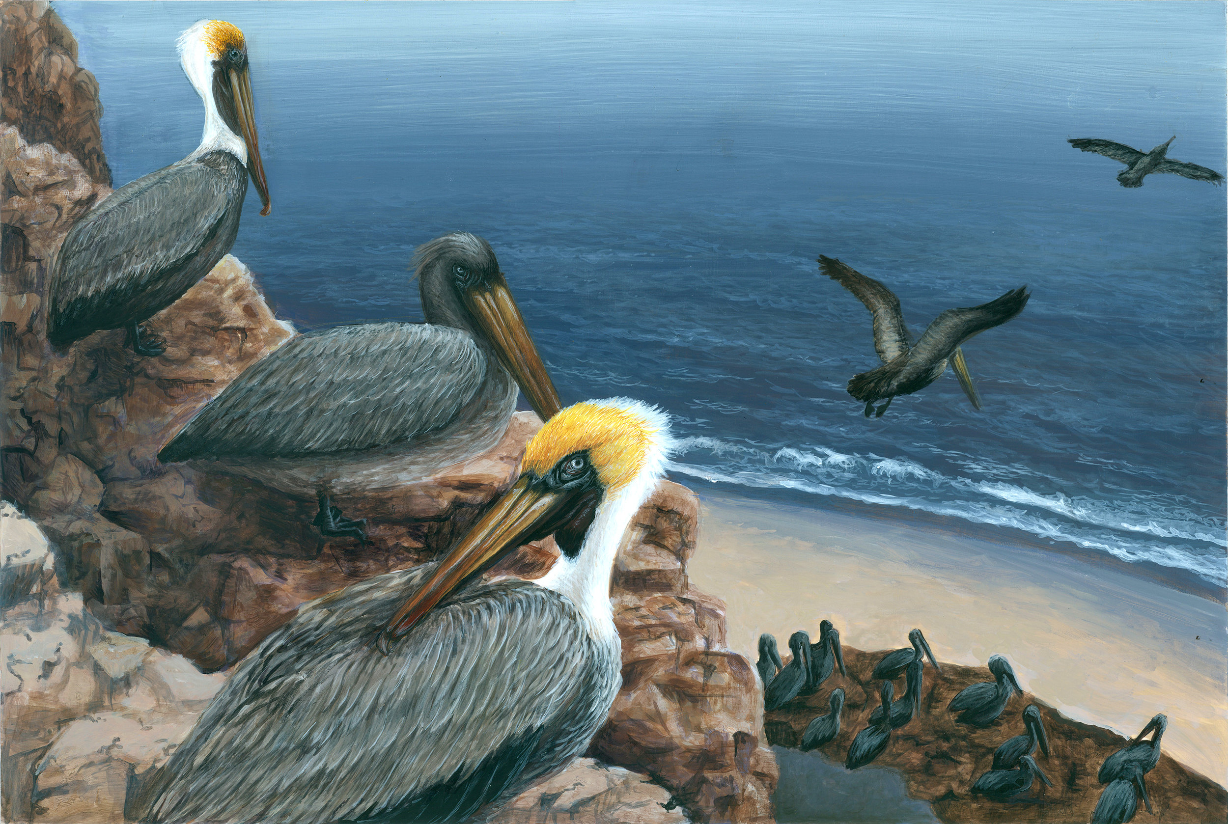 Brown Pelicans 