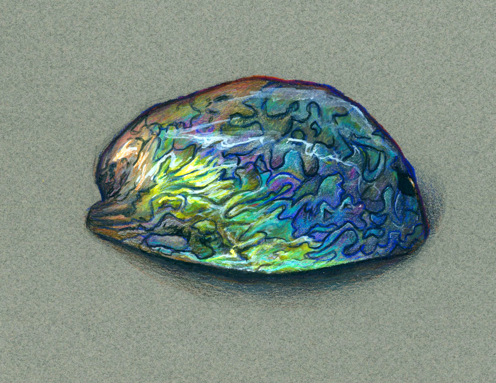 Paua Shell