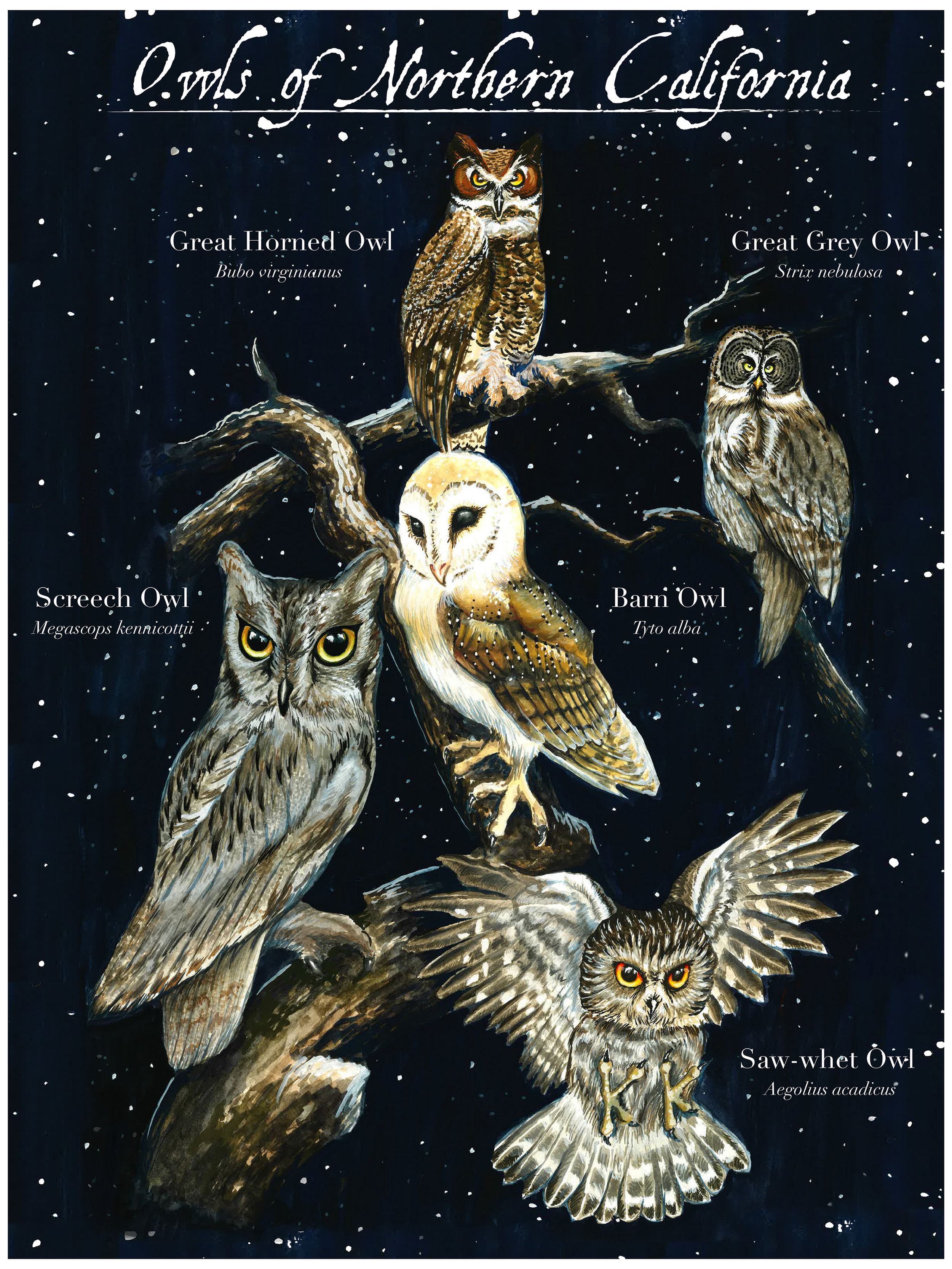 Owls of Northern California