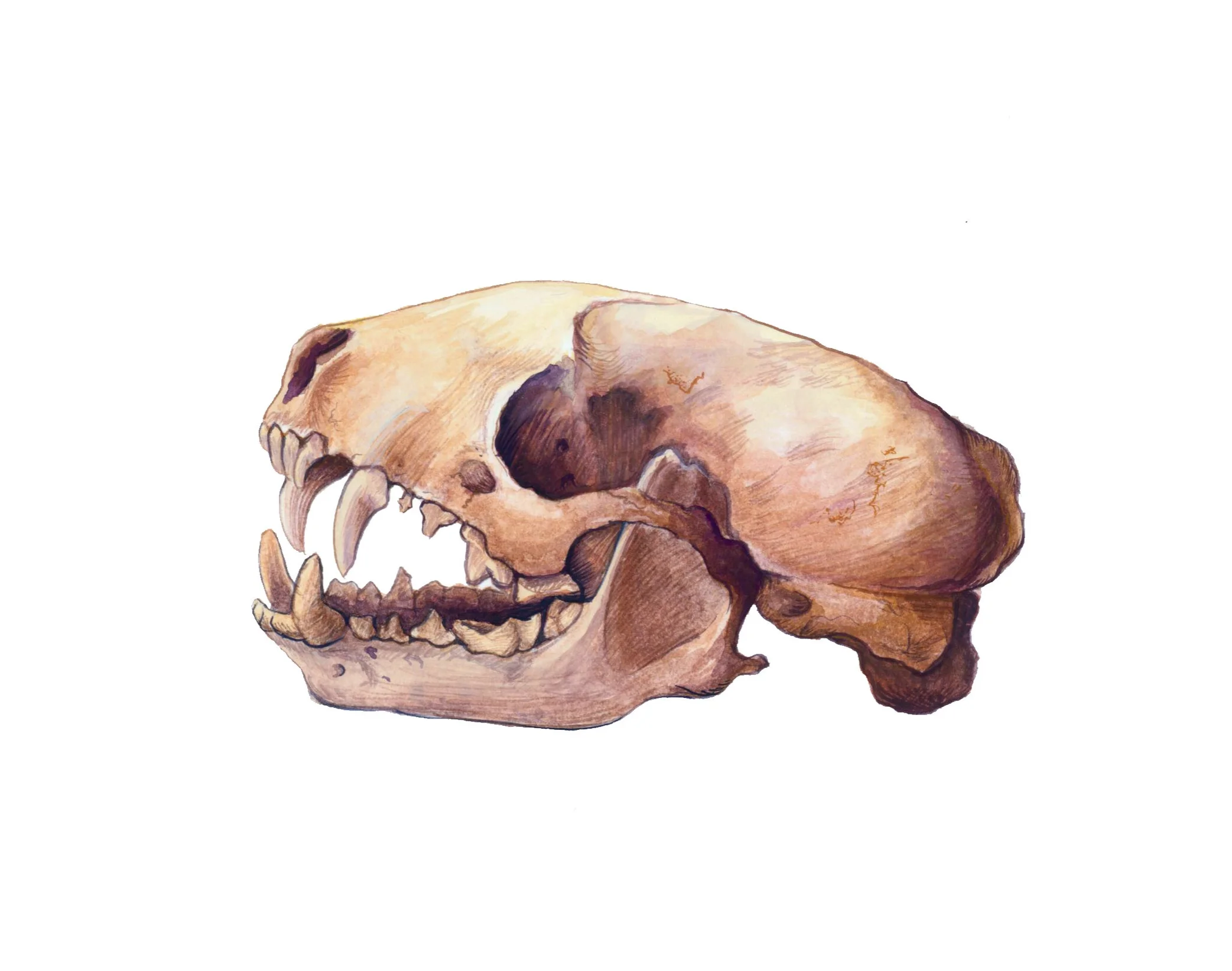 Skunk Skull