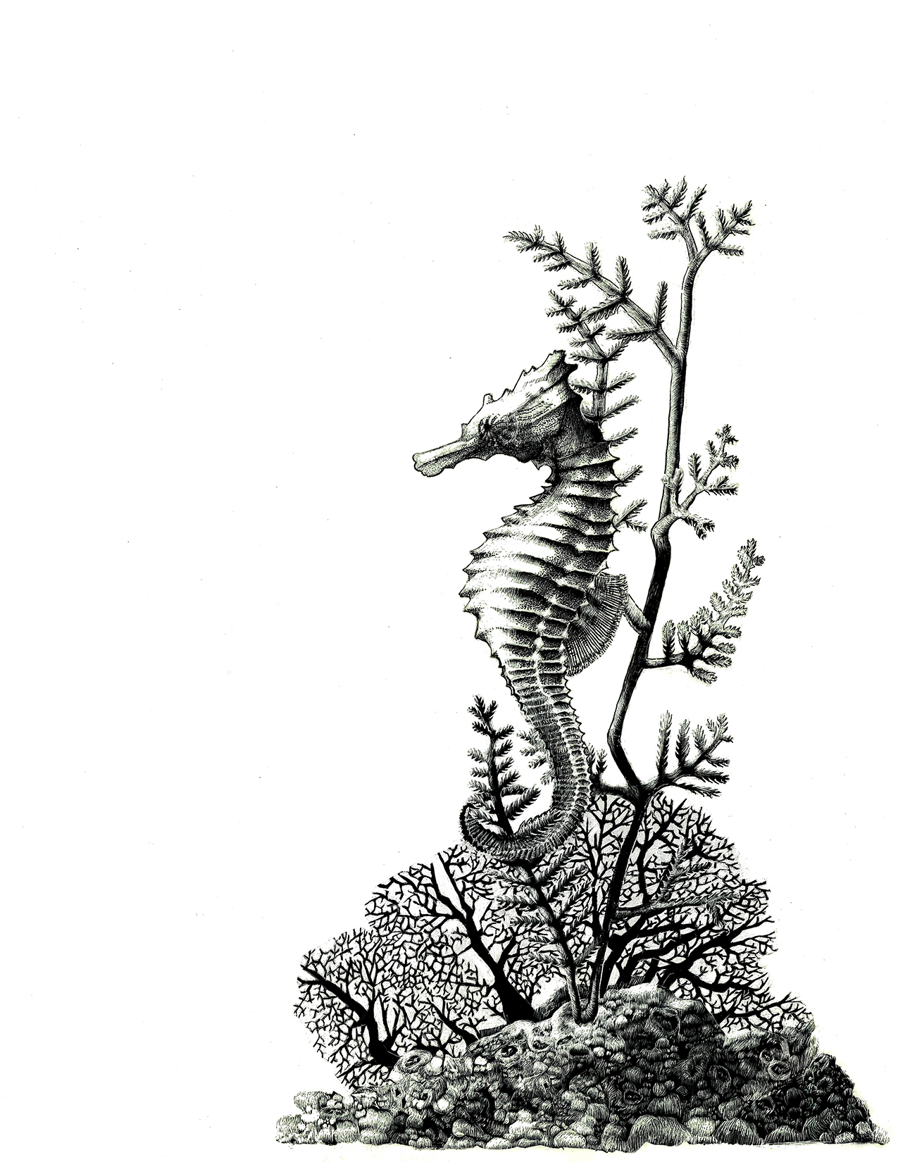 Seahorse for web.jpg