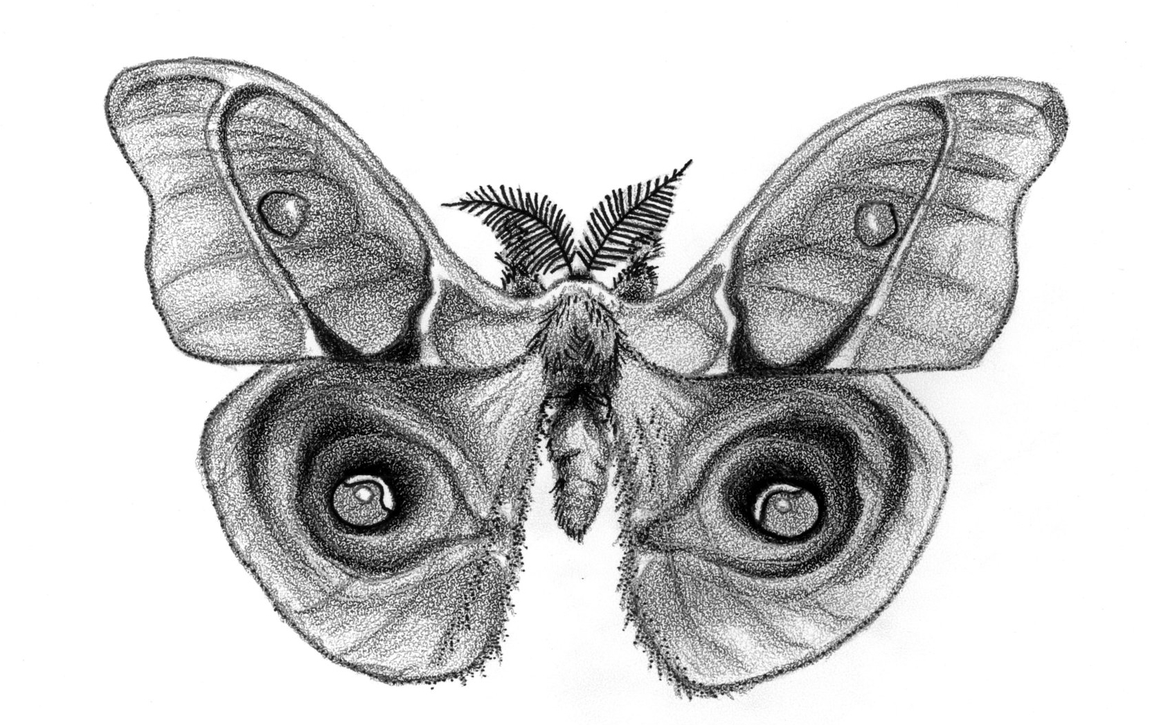 Emperor Gum Moth