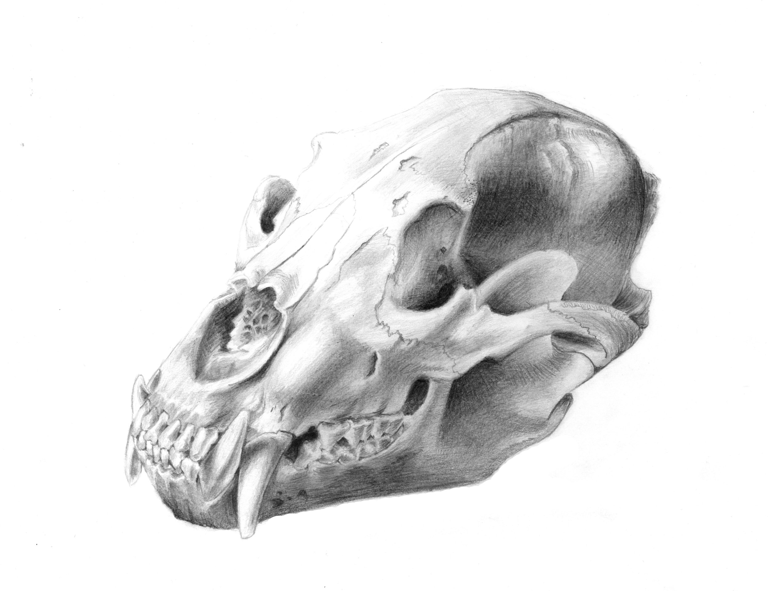 Bear Skull.jpg