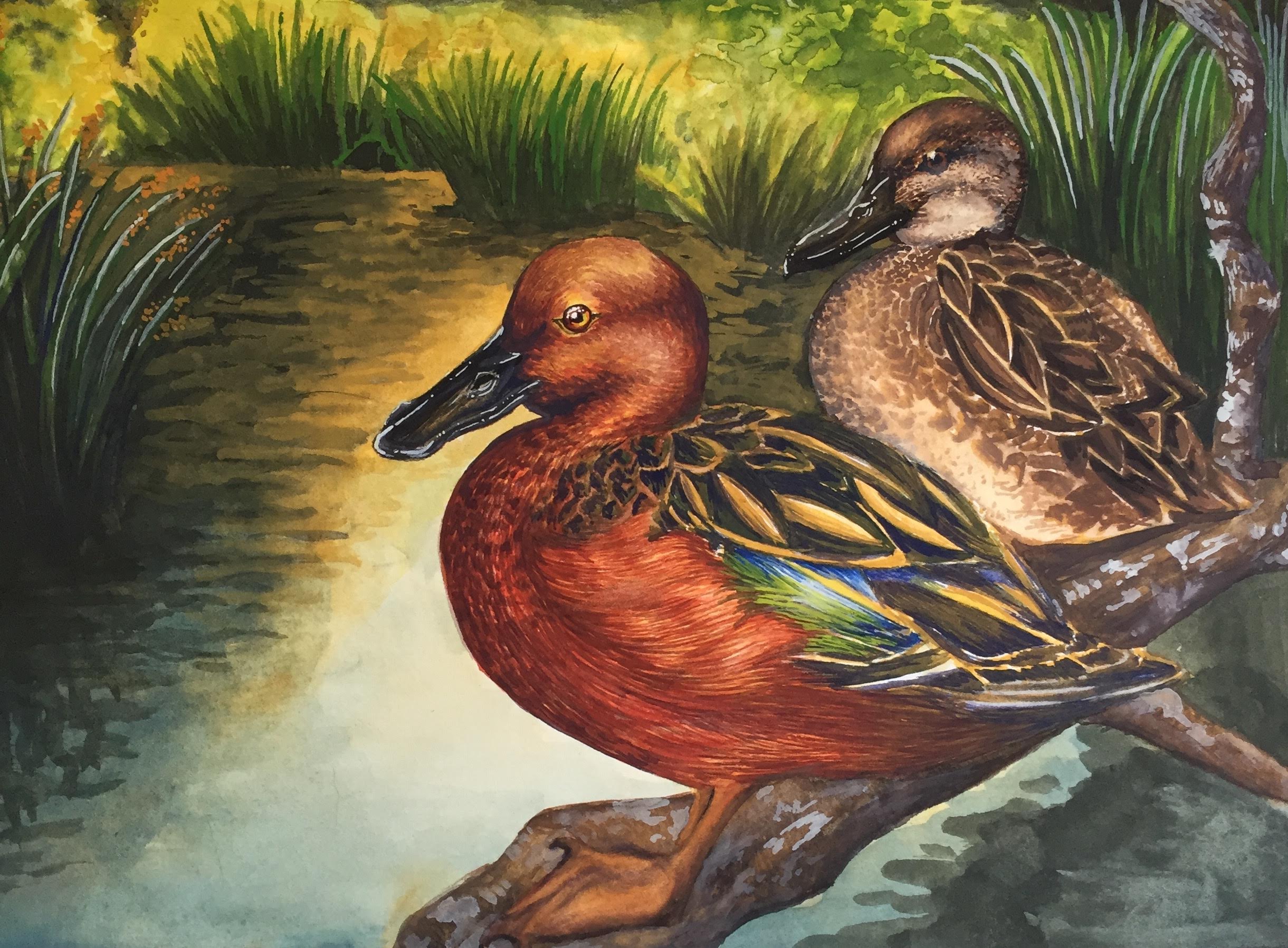 Cinnamon teal 