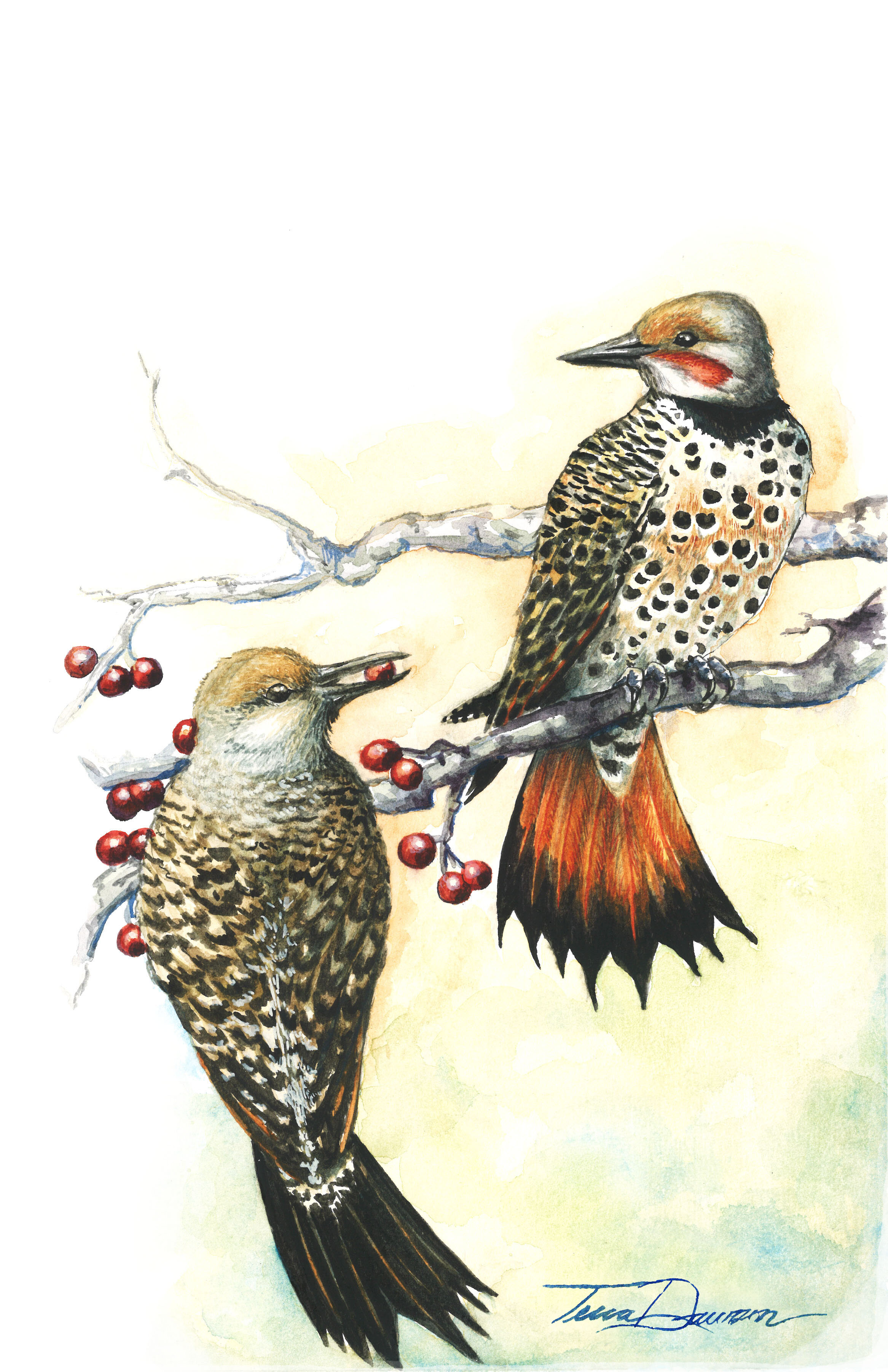 Northern Flickers