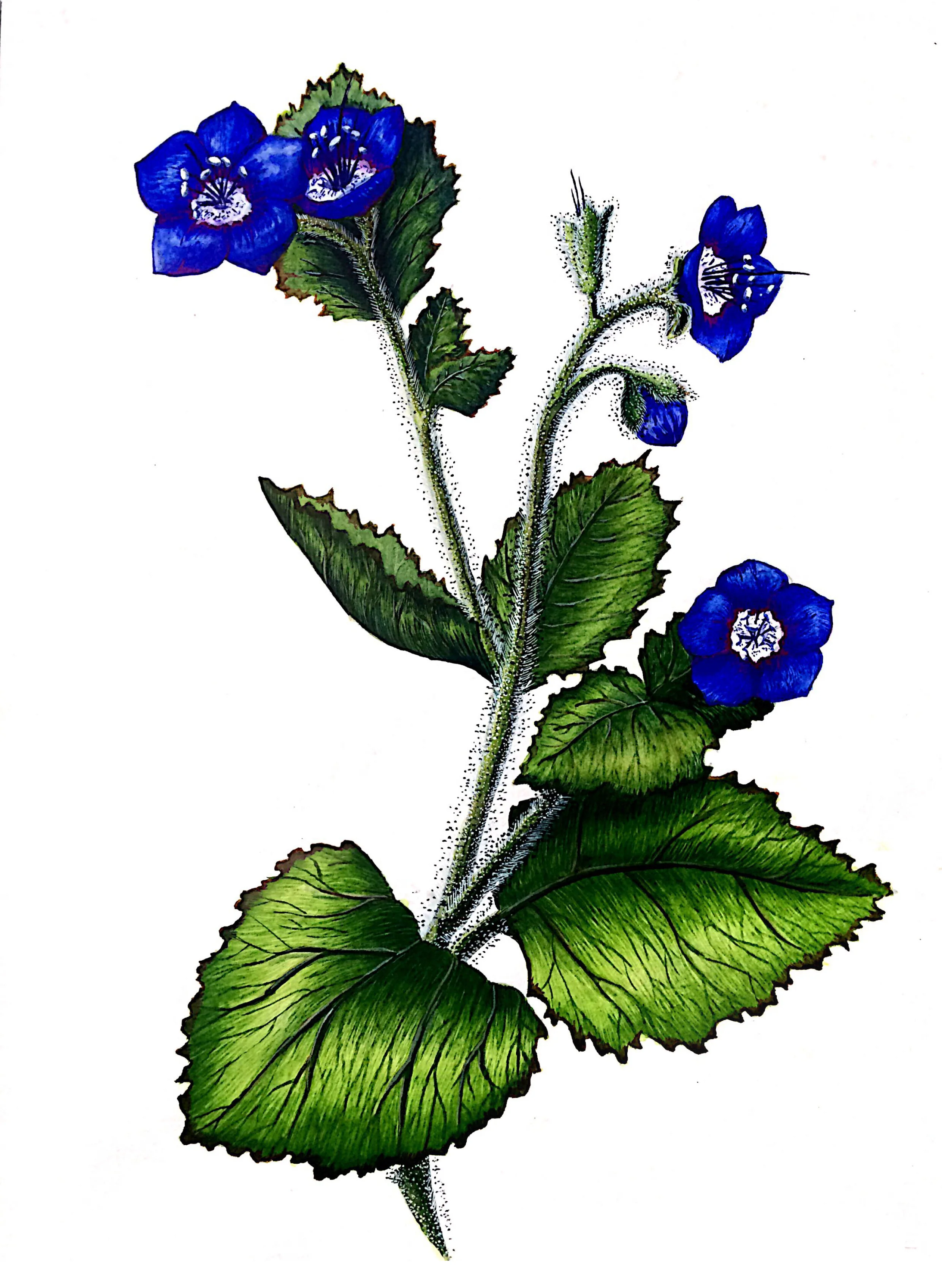 StickyPhacelia.jpg