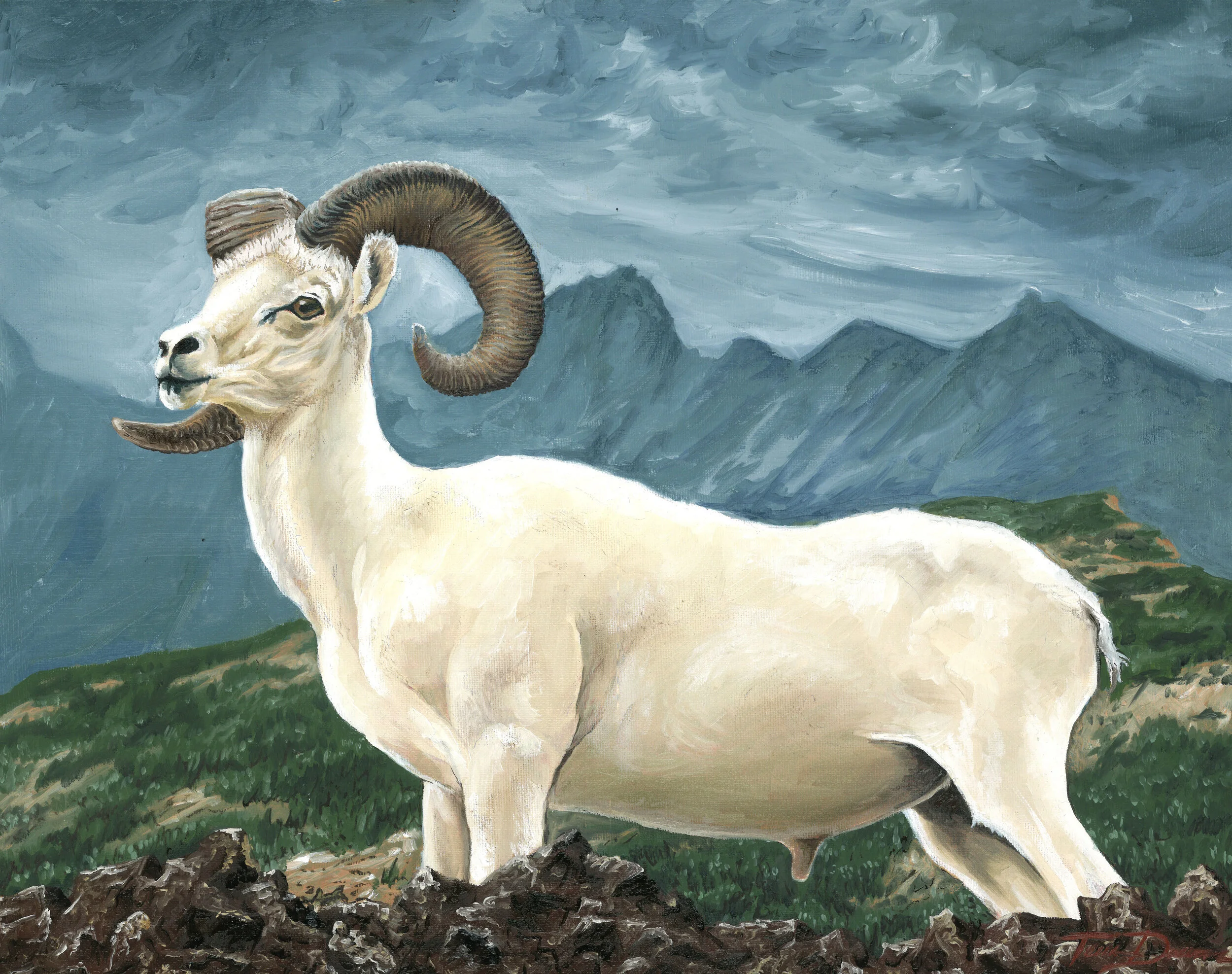 Dalls Sheep copy.jpg
