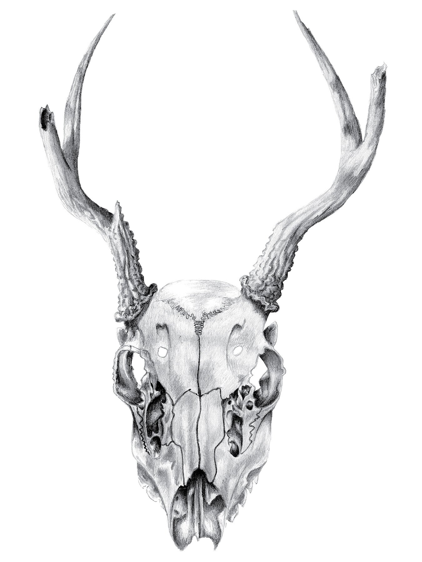 Drawing Skulls