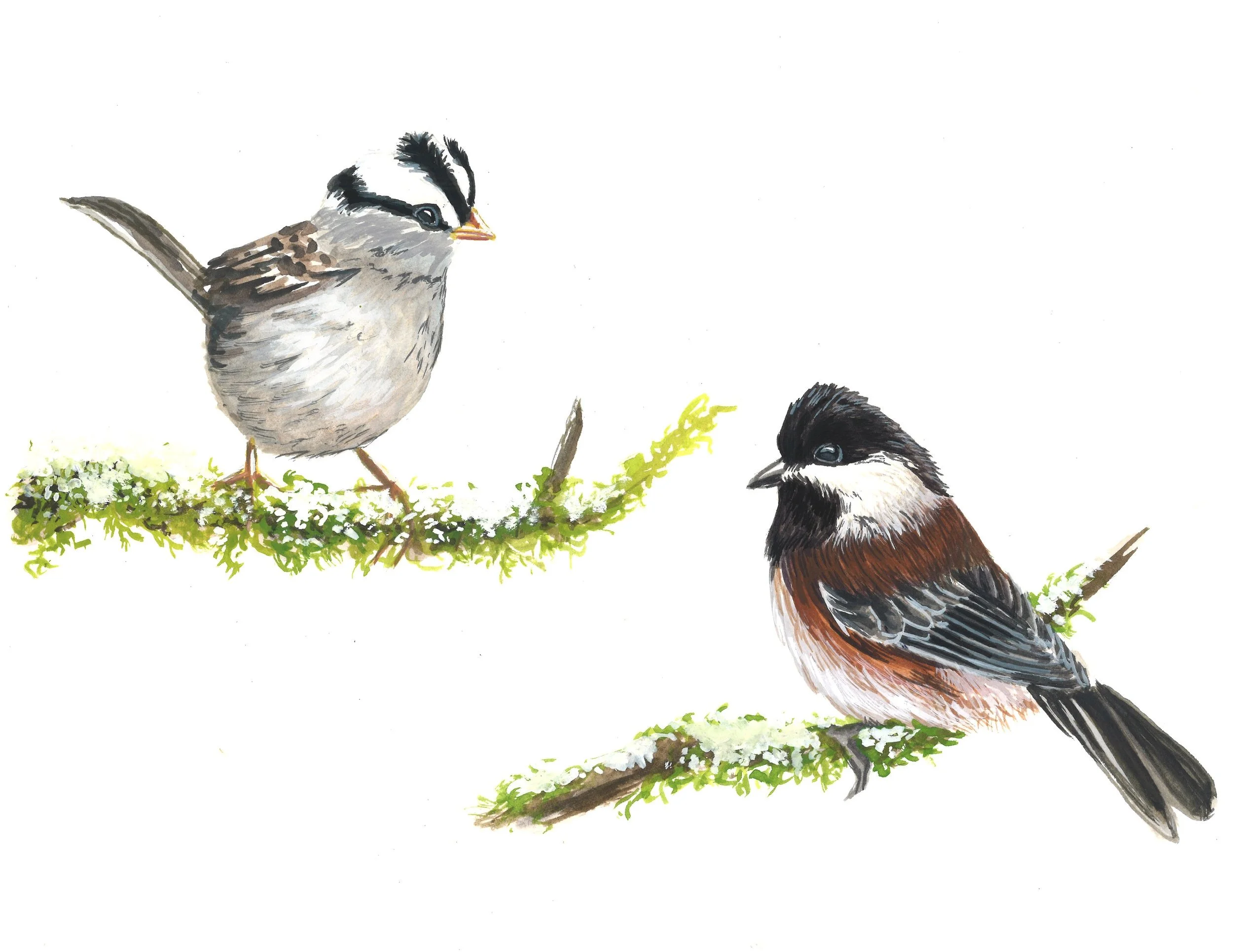 Drawing Birds