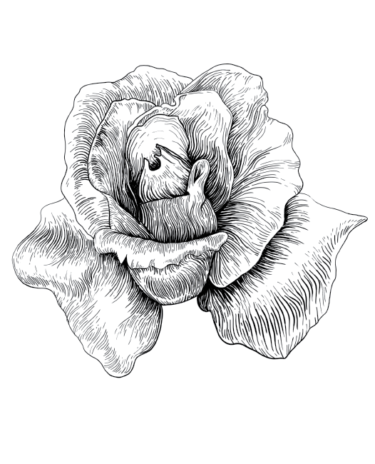 Coquille Rose-Linework 2.png