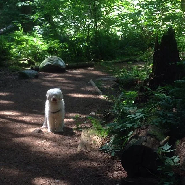 My walking buddy