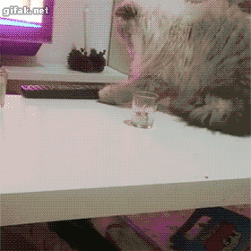 cat idgaf.gif