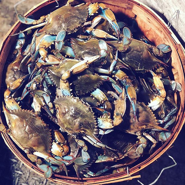 Happy 4th of July! Come get your maryland crabs from DR Seafood to celebrate!!! 🇺🇸