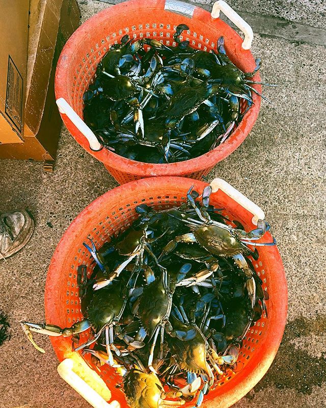 Got crabs ?!? 🦀 @peta