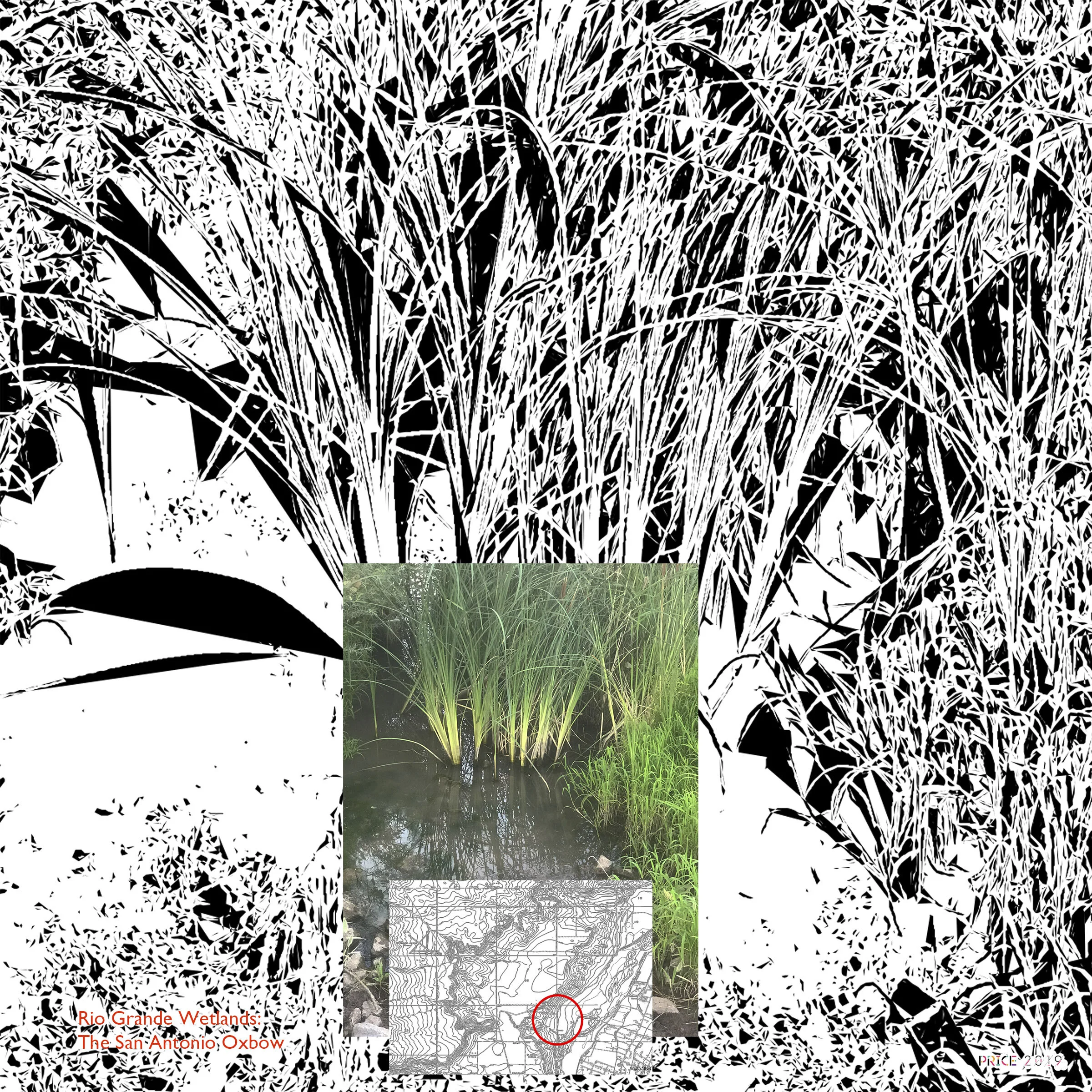 The Rio Grande Wetlands: Reeds in Mud