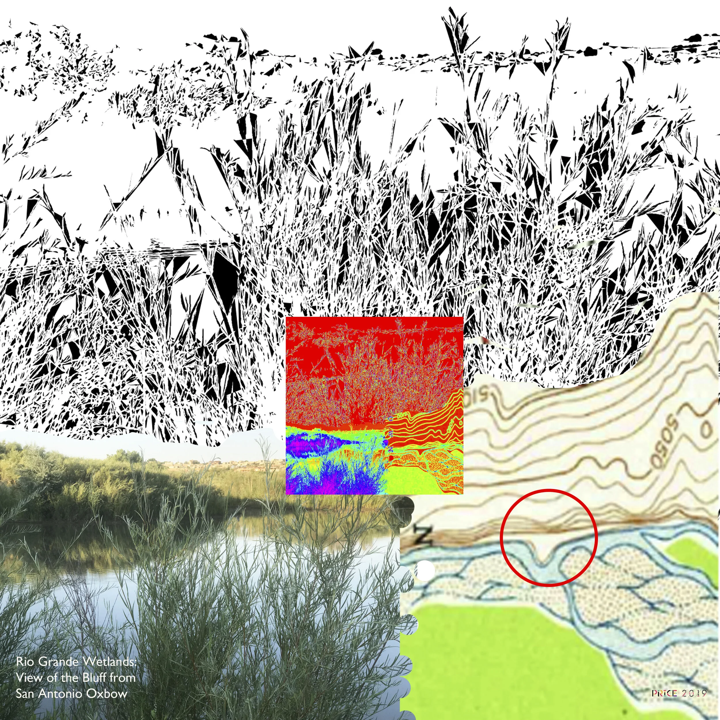 The Rio Grande Wetlands: The Bluff through Willows