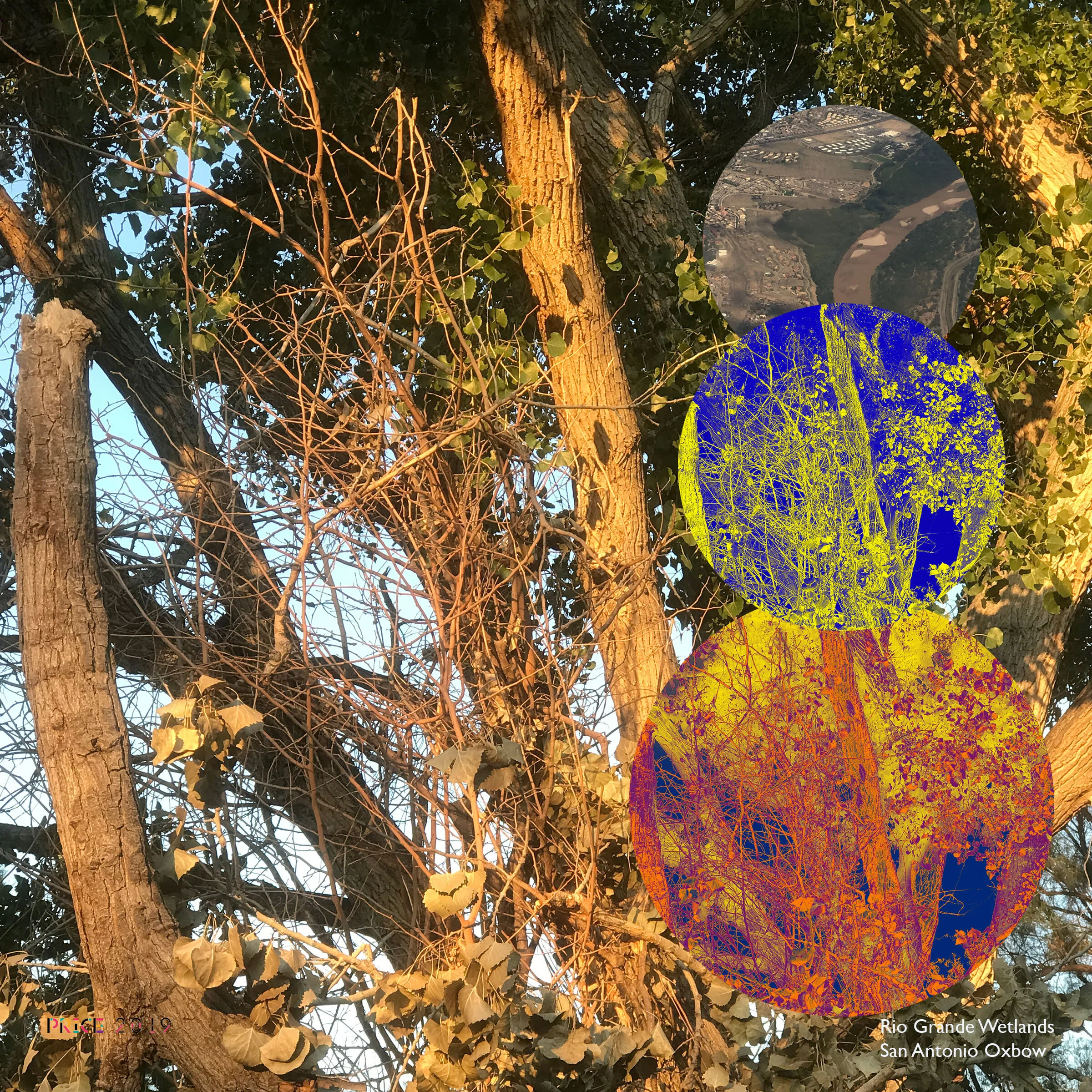 The Rio Grande Wetlands: Trees at Dawn