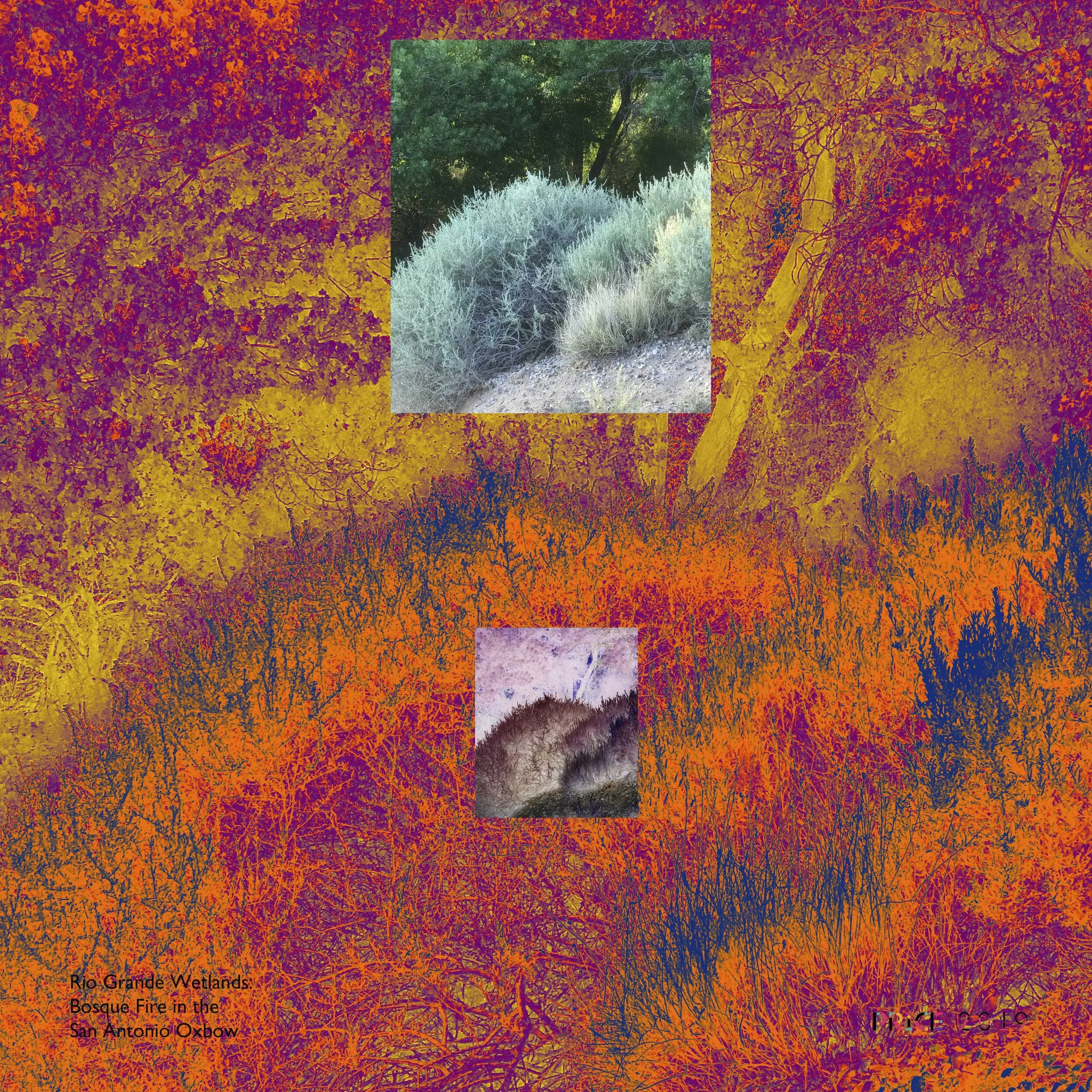 The Rio Grande Wetlands: Fire in the Bosque