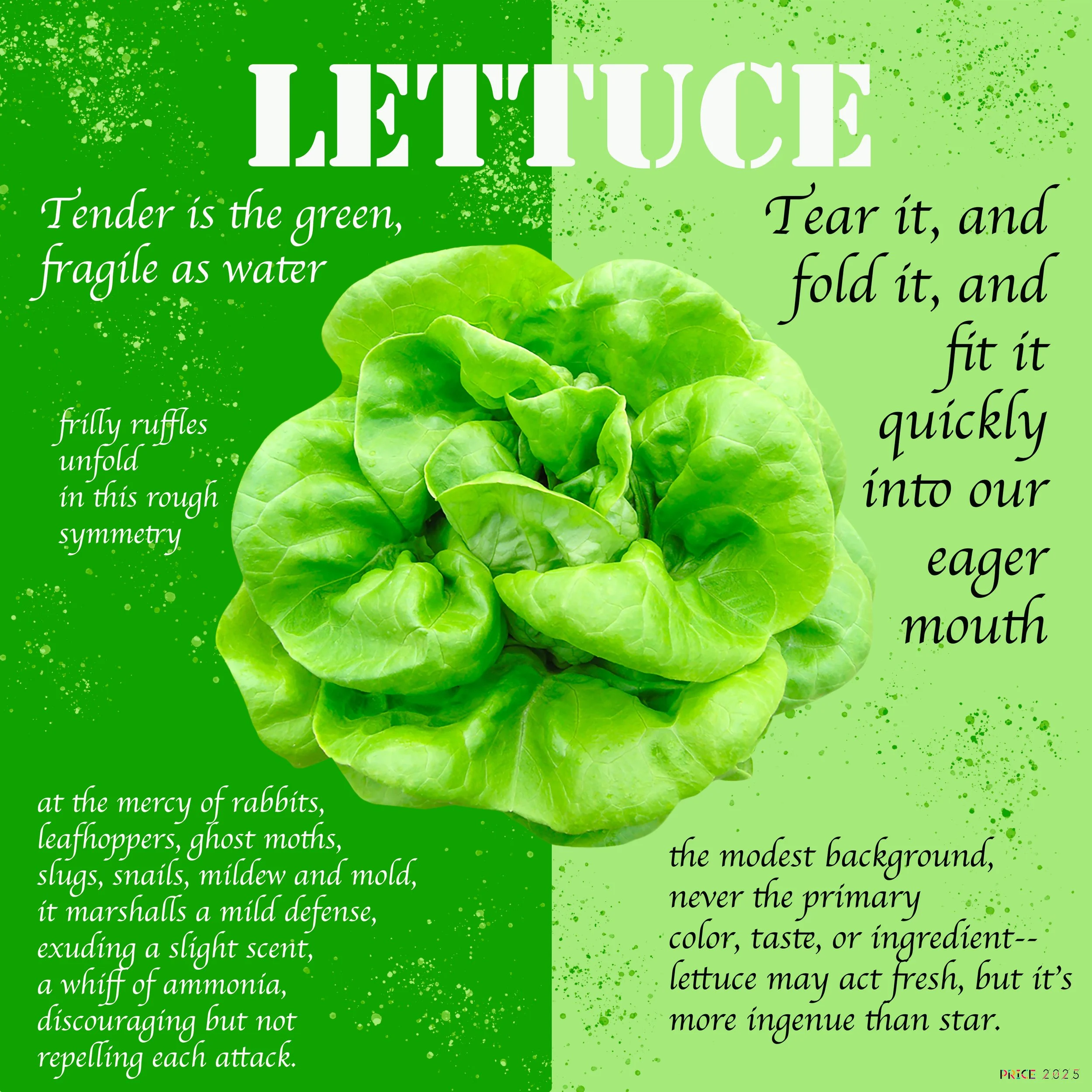 Lettuce