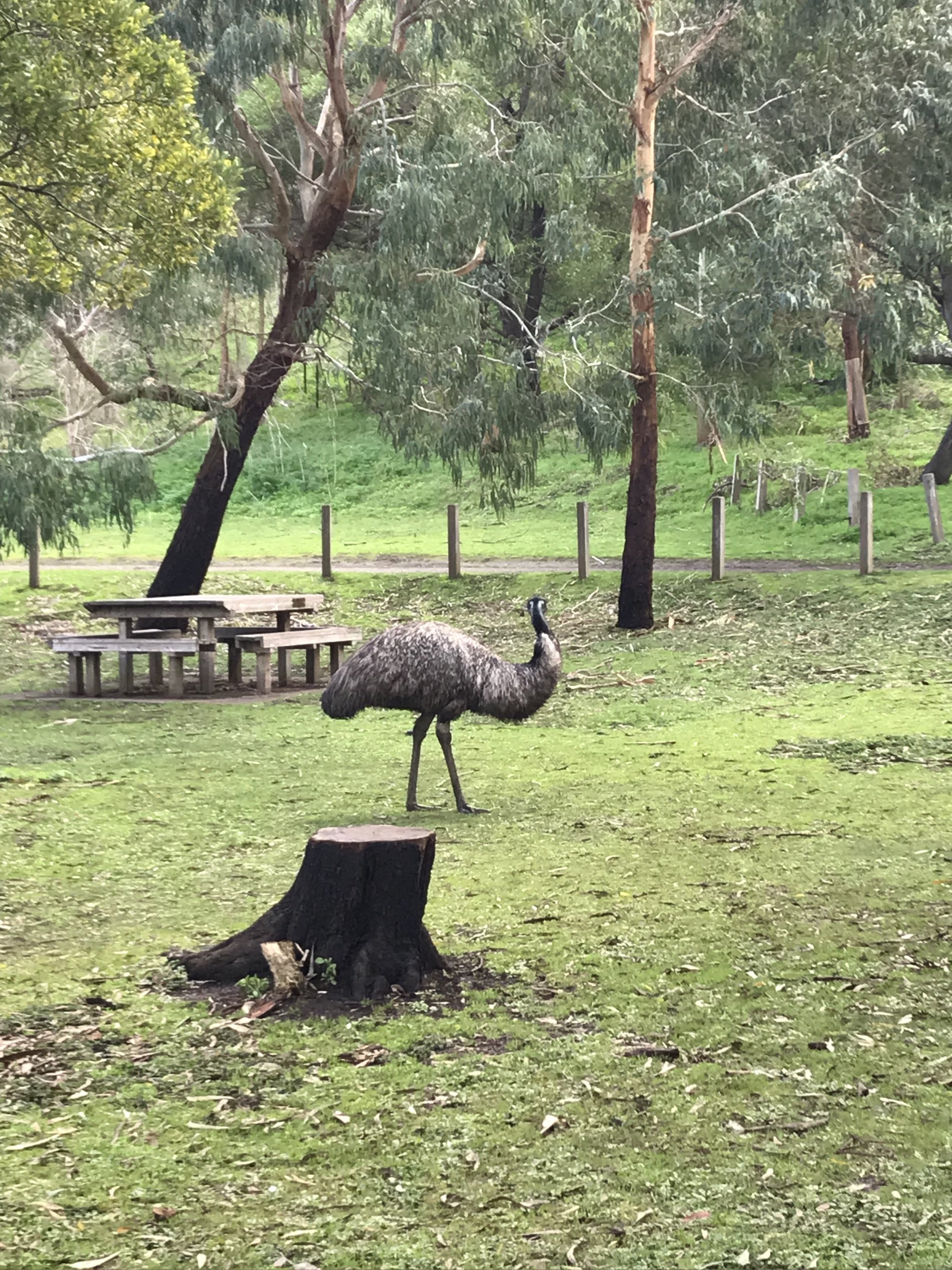 emu