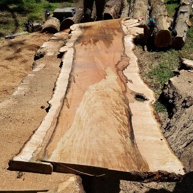 Check out this #beast of a #burly #maple log we milled up on Monday!  Fully maxed out the Chainsaw Mill and then some...