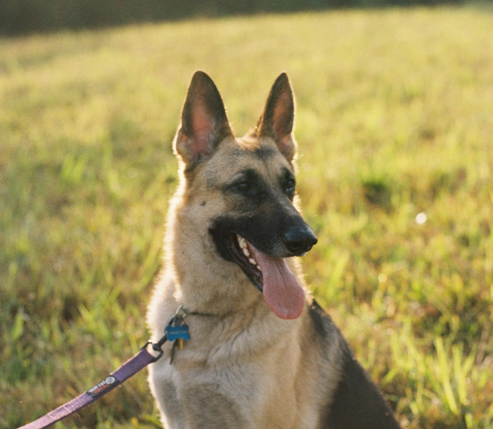 ardmoreDogWalking-22.jpg