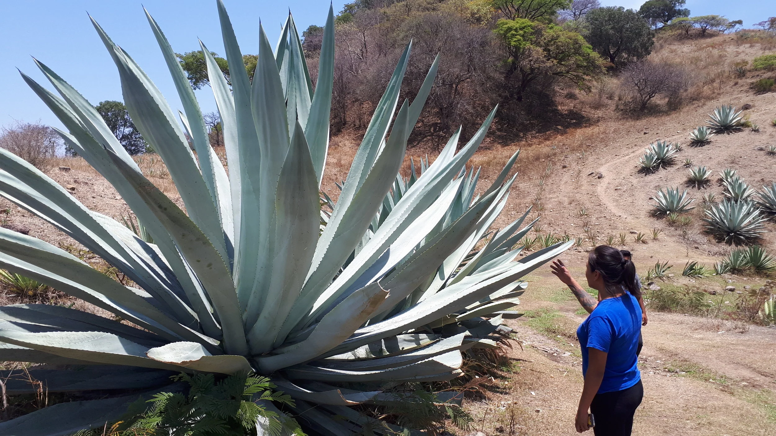 Agave Blanco