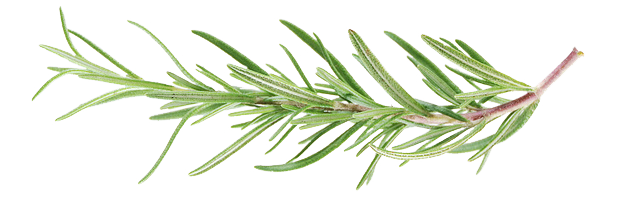 rosemary2.png