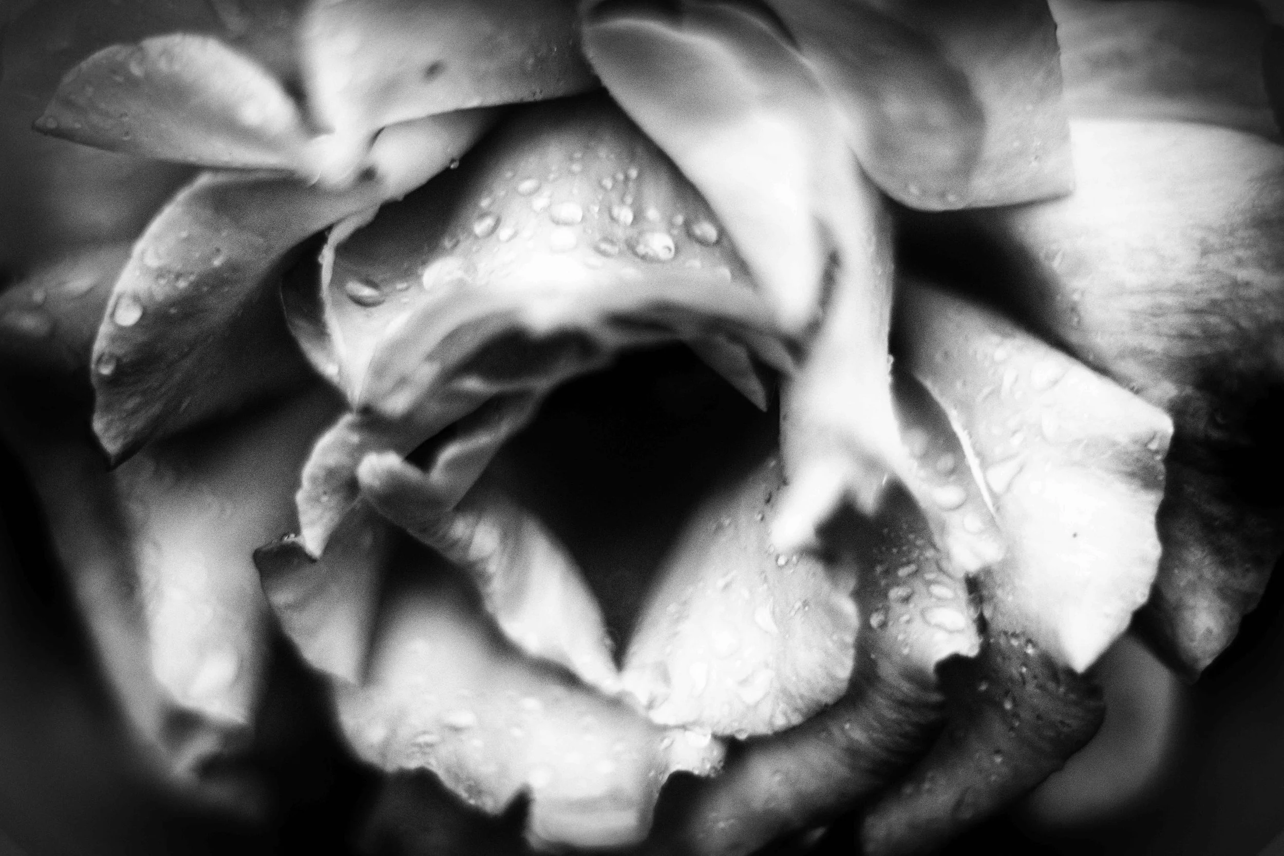 rosecloseup.jpg
