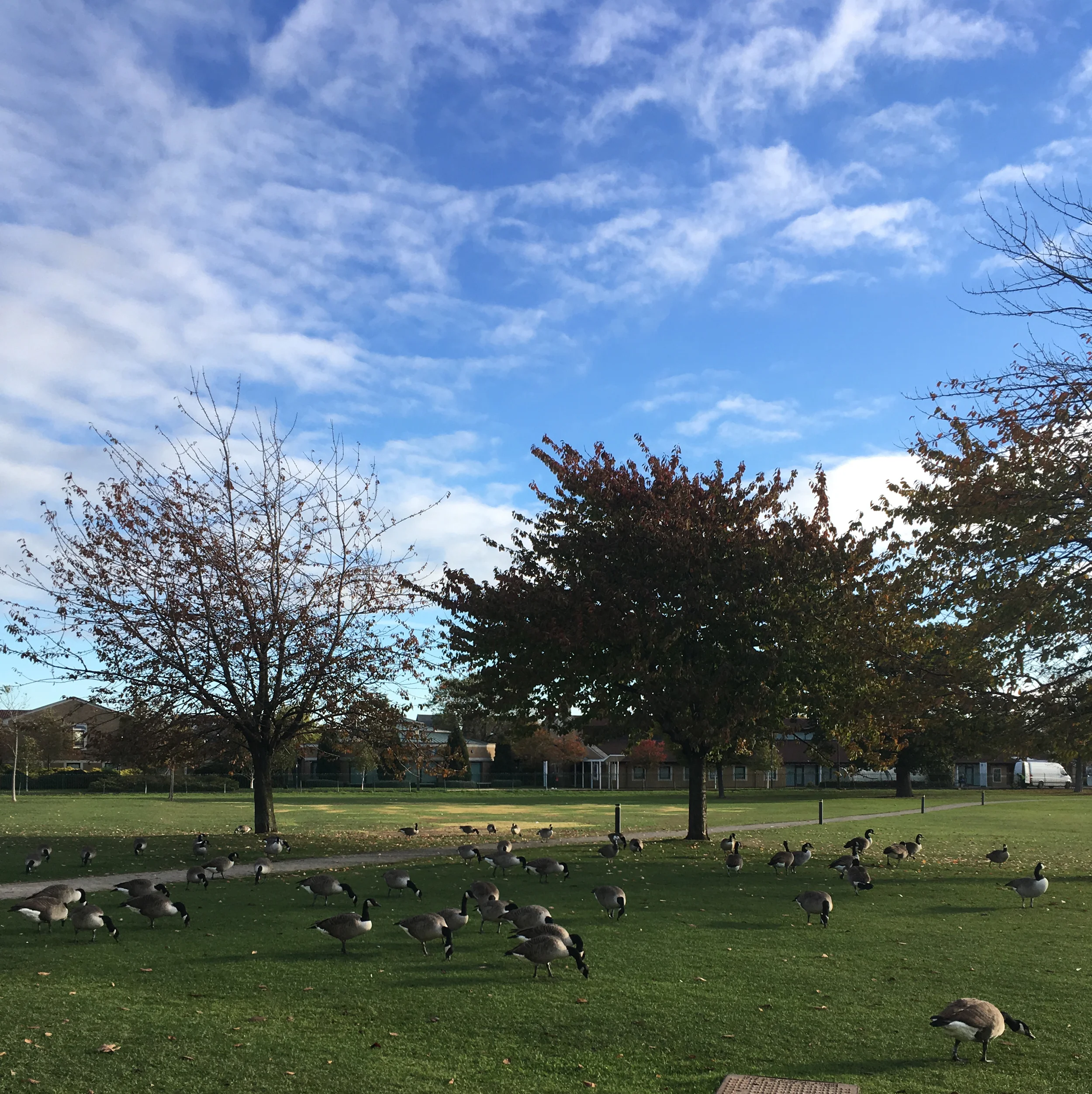 Migrating geese having a rest.