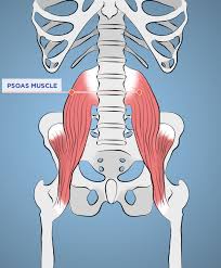 You can see here what a massive muscle the psoas is.