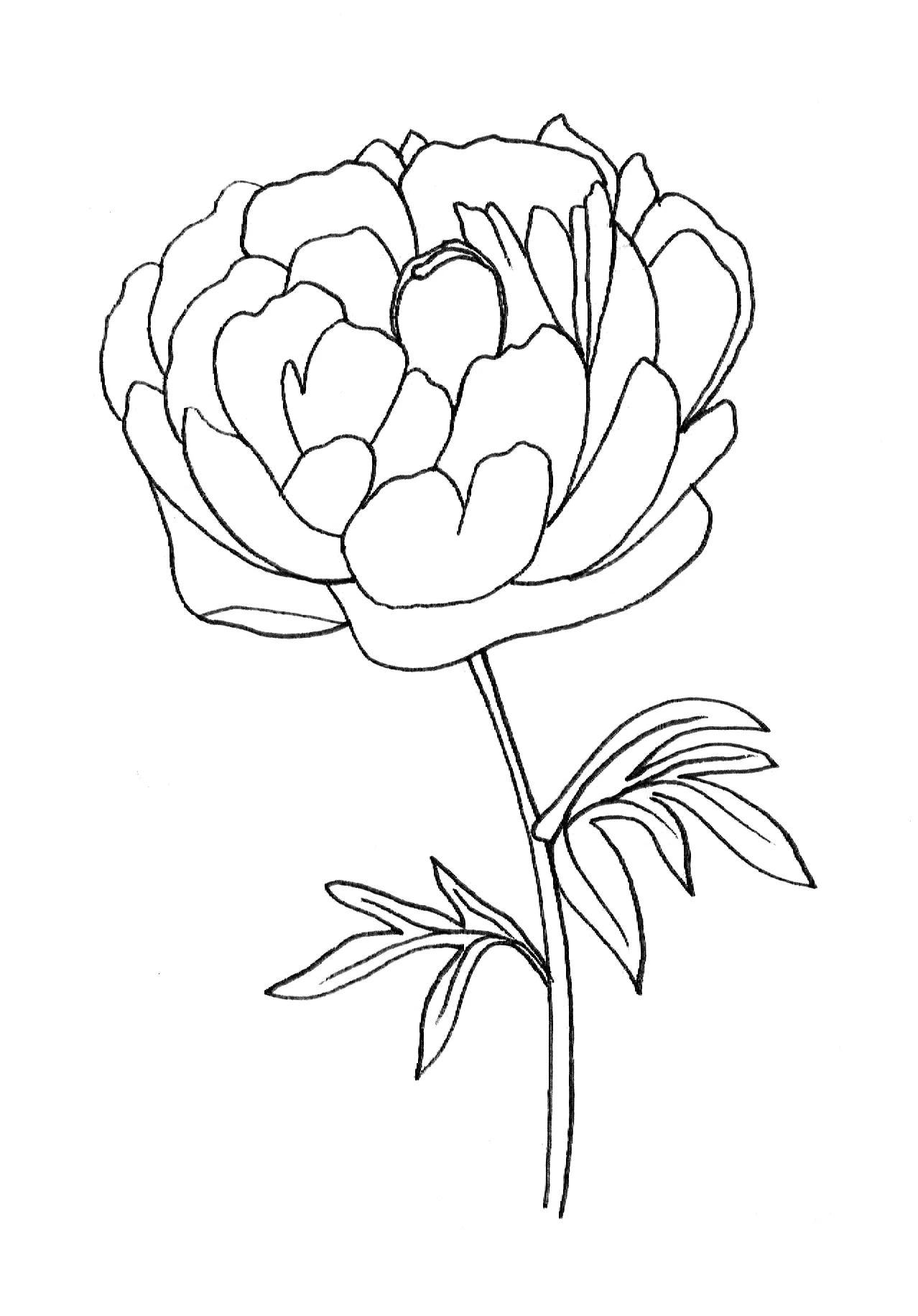 03-Shading Technique on Florals-Peony Outline.jpg